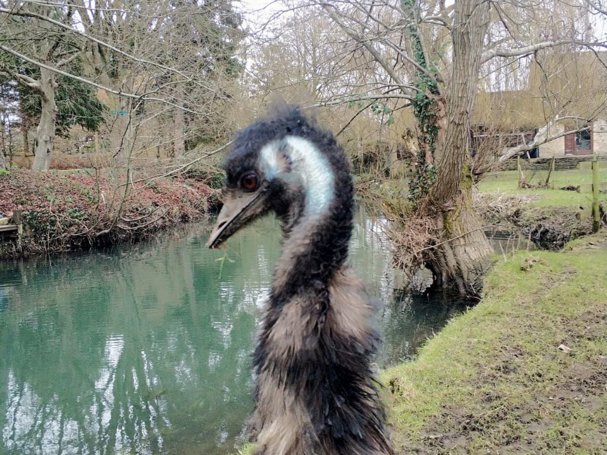 The missing emu Irwin has been discovered in the River Avon