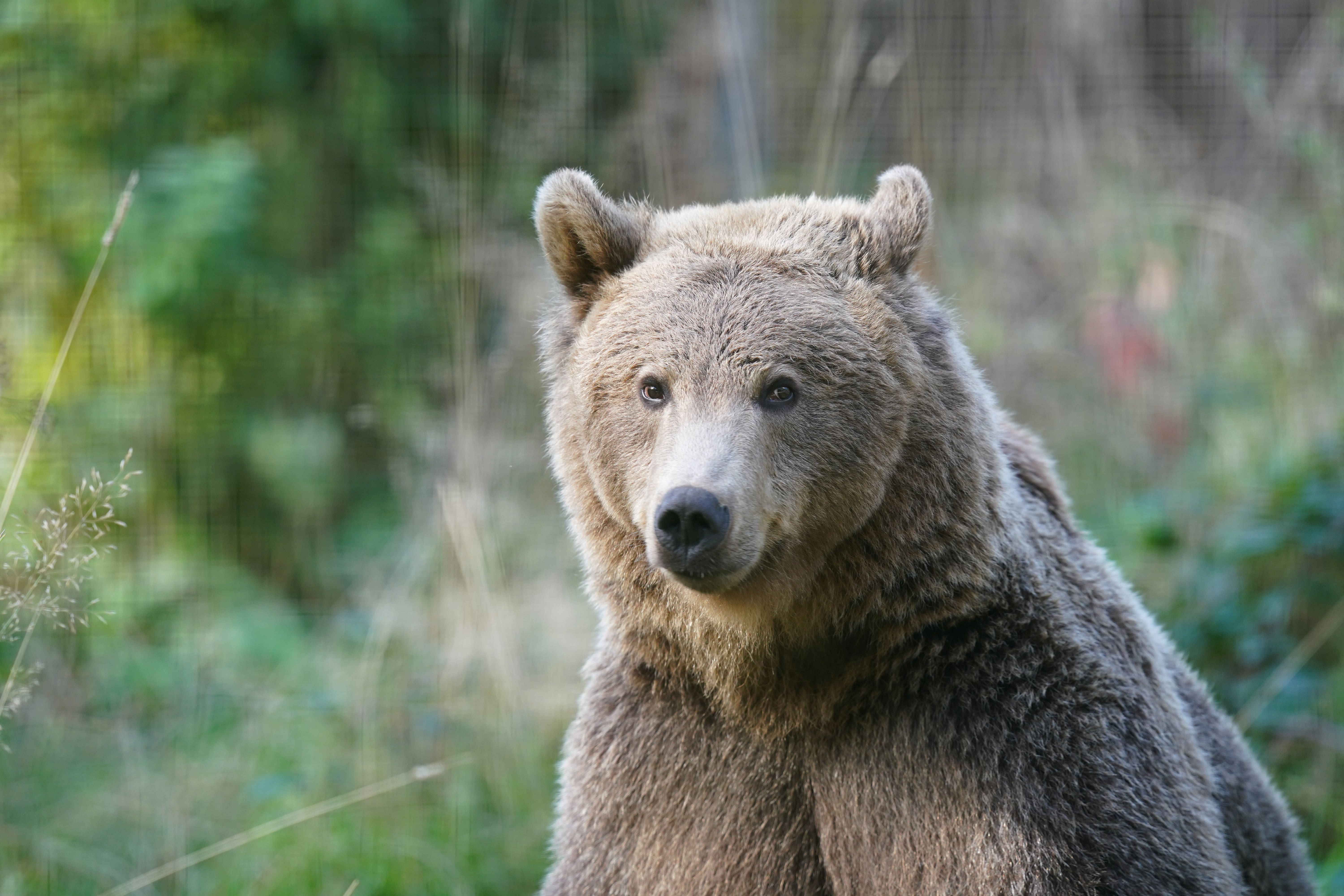 The two-year-old bear lives at the Wildwood Trust, near Canterbury, Kent (Gareth Fuller/PA)