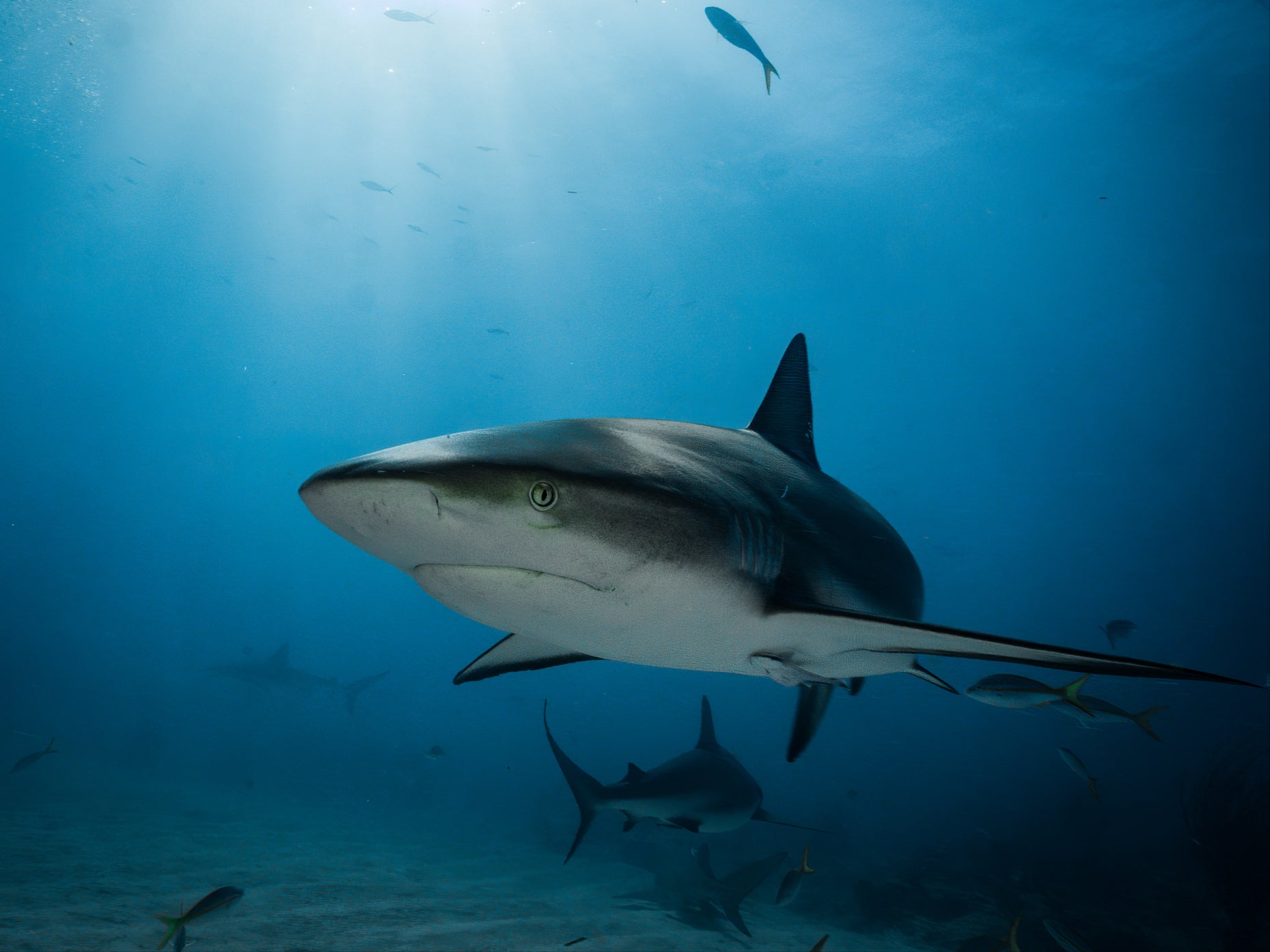 A US tourist on a dream diving holiday is feared dead after parts of her body were found inside the stomach of a shark in Indonesia