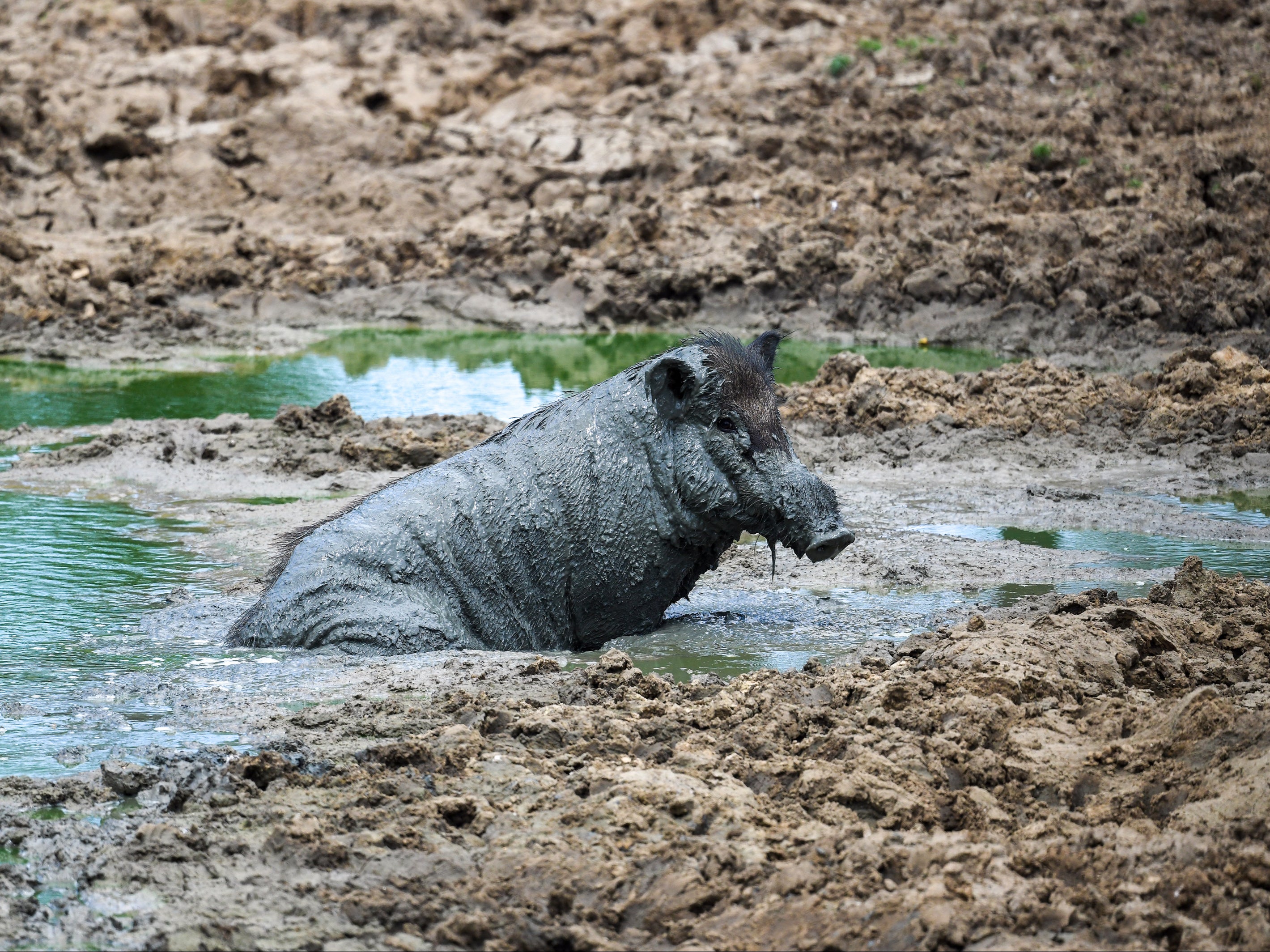 File: A wild boar in the waters of Yala National Park in Yala on 22 August 2022