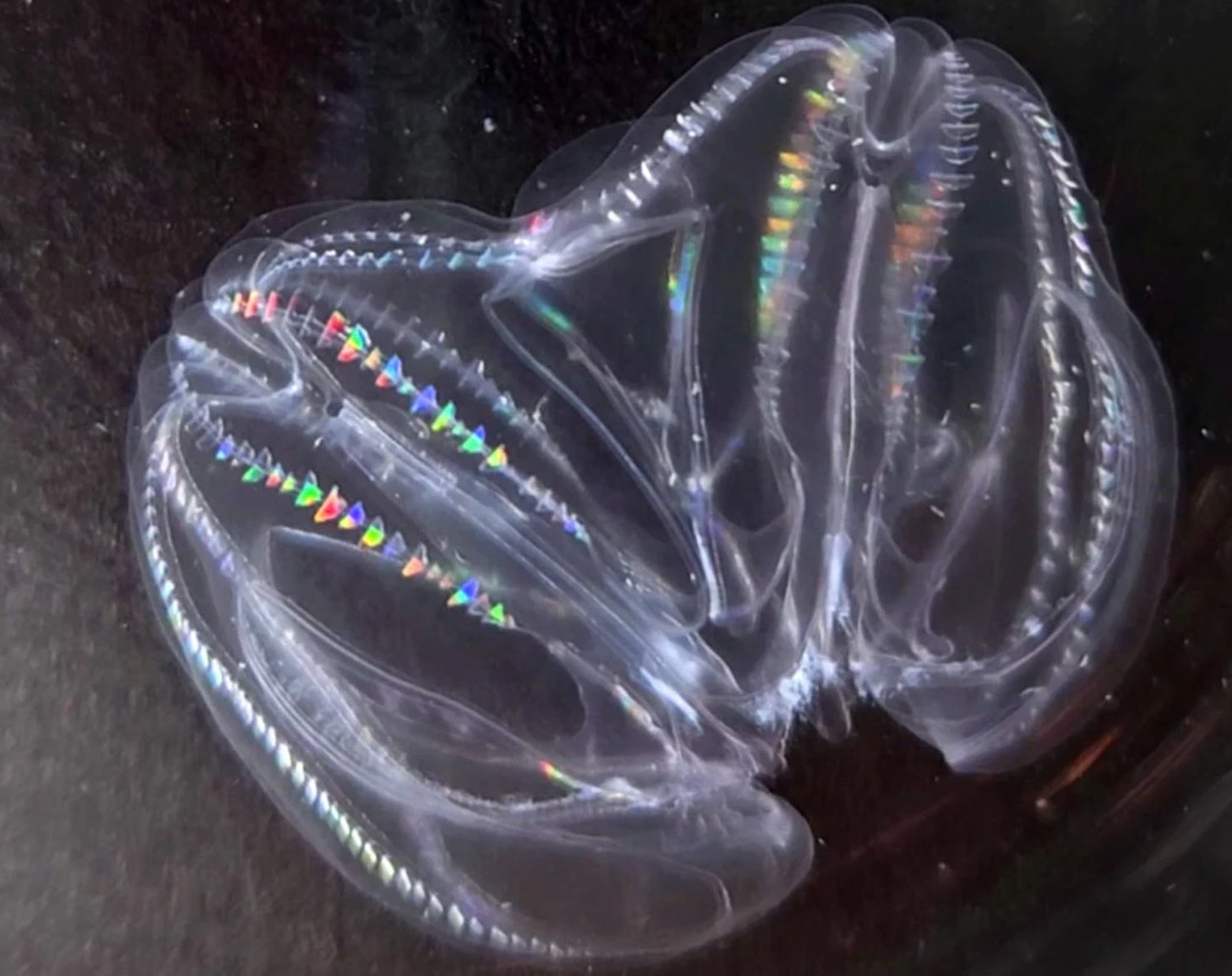 Comb jelly in seawater tank