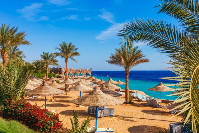 <p>Sunny resort beach with palm tree at the coast shore of Red Sea in Sharm el Sheikh, Sinai, Egypt</p>