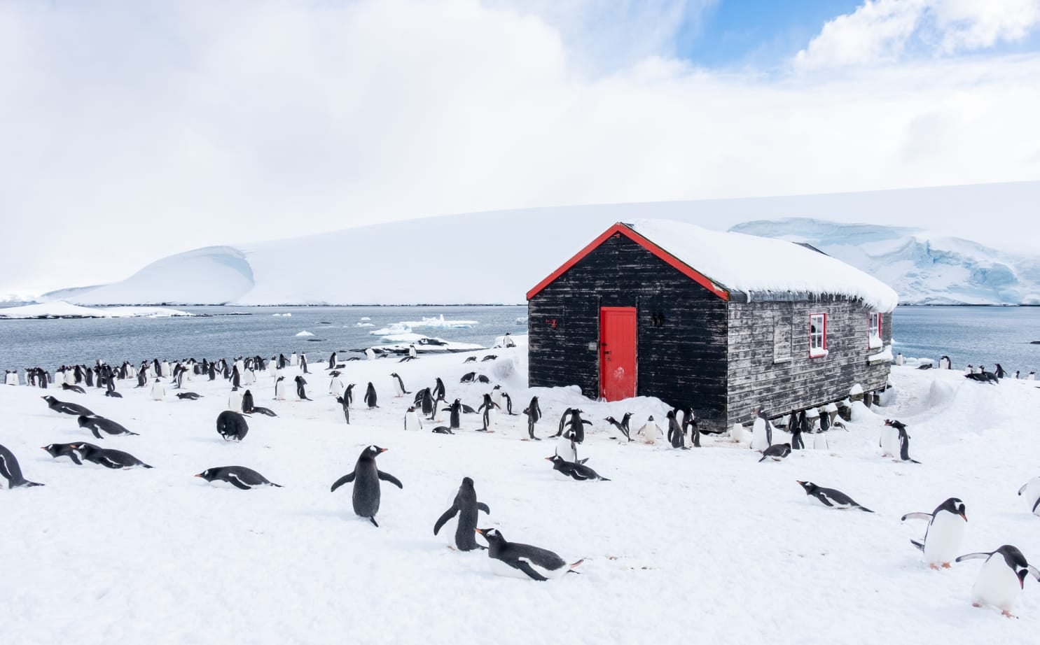 Penguins at Port Lockroy in Antarctica in 2023