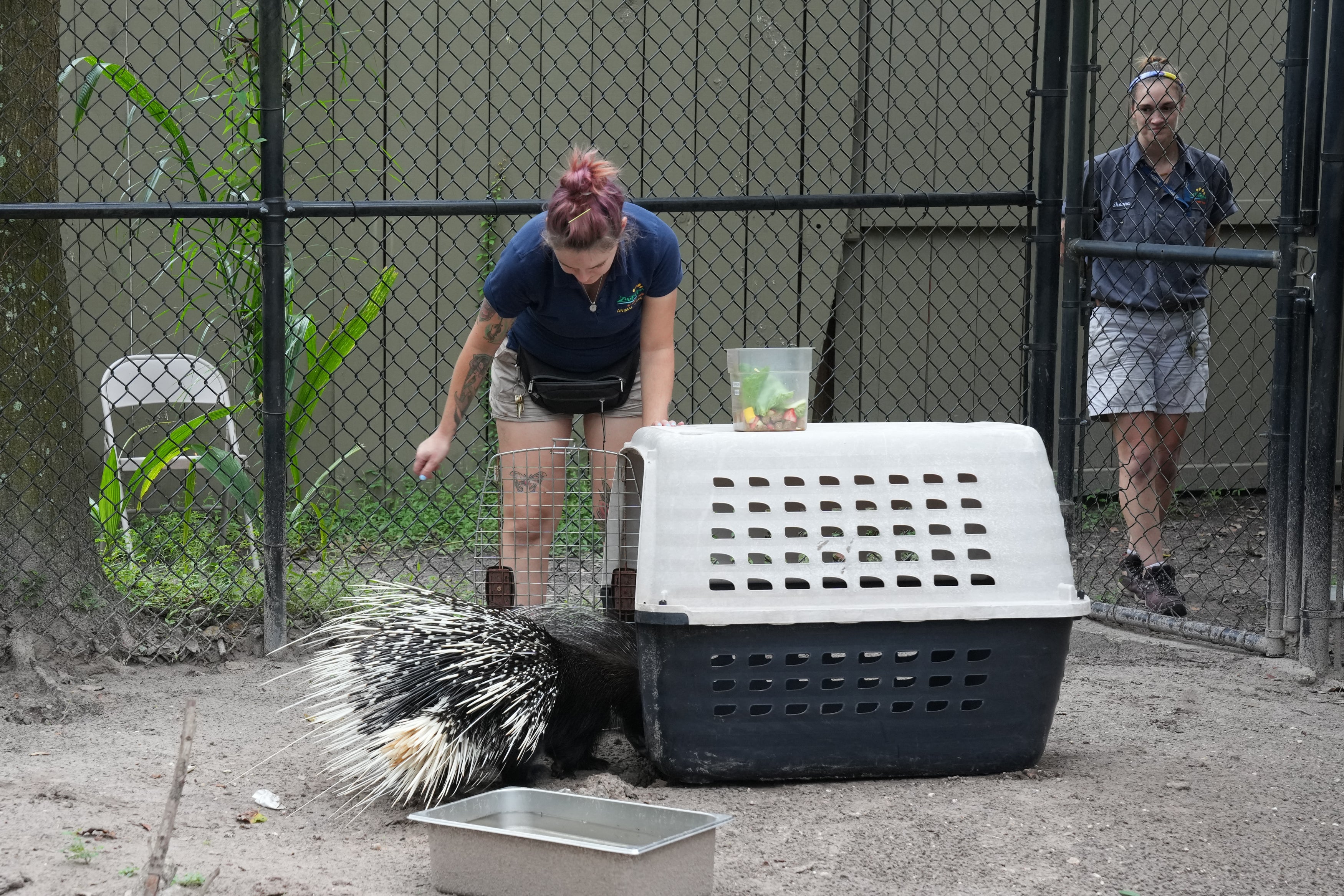 Employees move an African porcupine named “Chompers” to a pet carrier at ZooTampa on Monday. Smaller animals are being moved to hurricane-safe structures inside kennels.