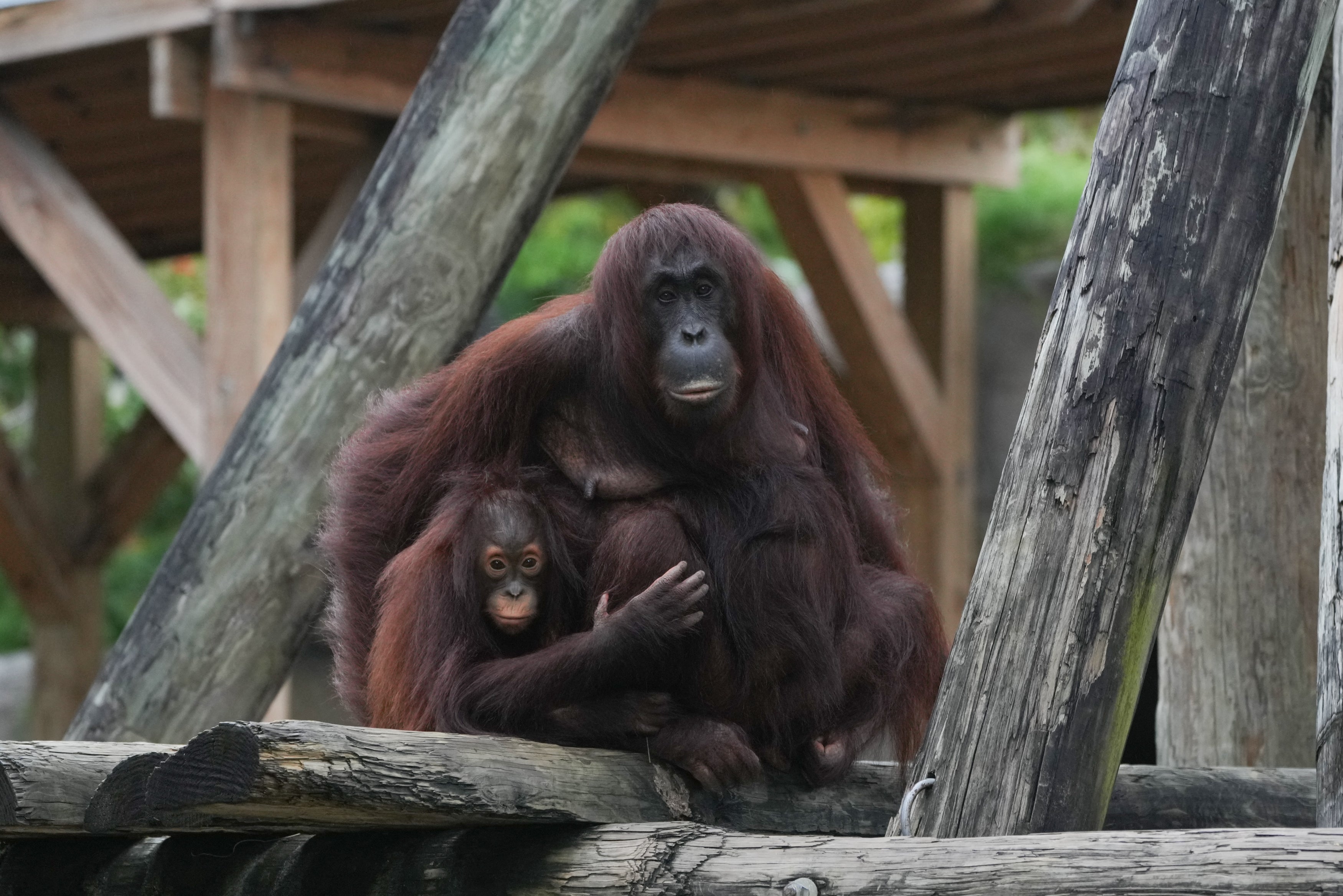 A mother and child orangutan are huddled together at ZooTampa on Monday before they are moved to hurricane-safe buildings. Hurricane Milton is expected to bring conditions not seen in the Florida city for a century