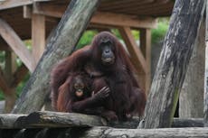 How the Tampa zoo is protecting 1,000 animals from Hurricane Milton