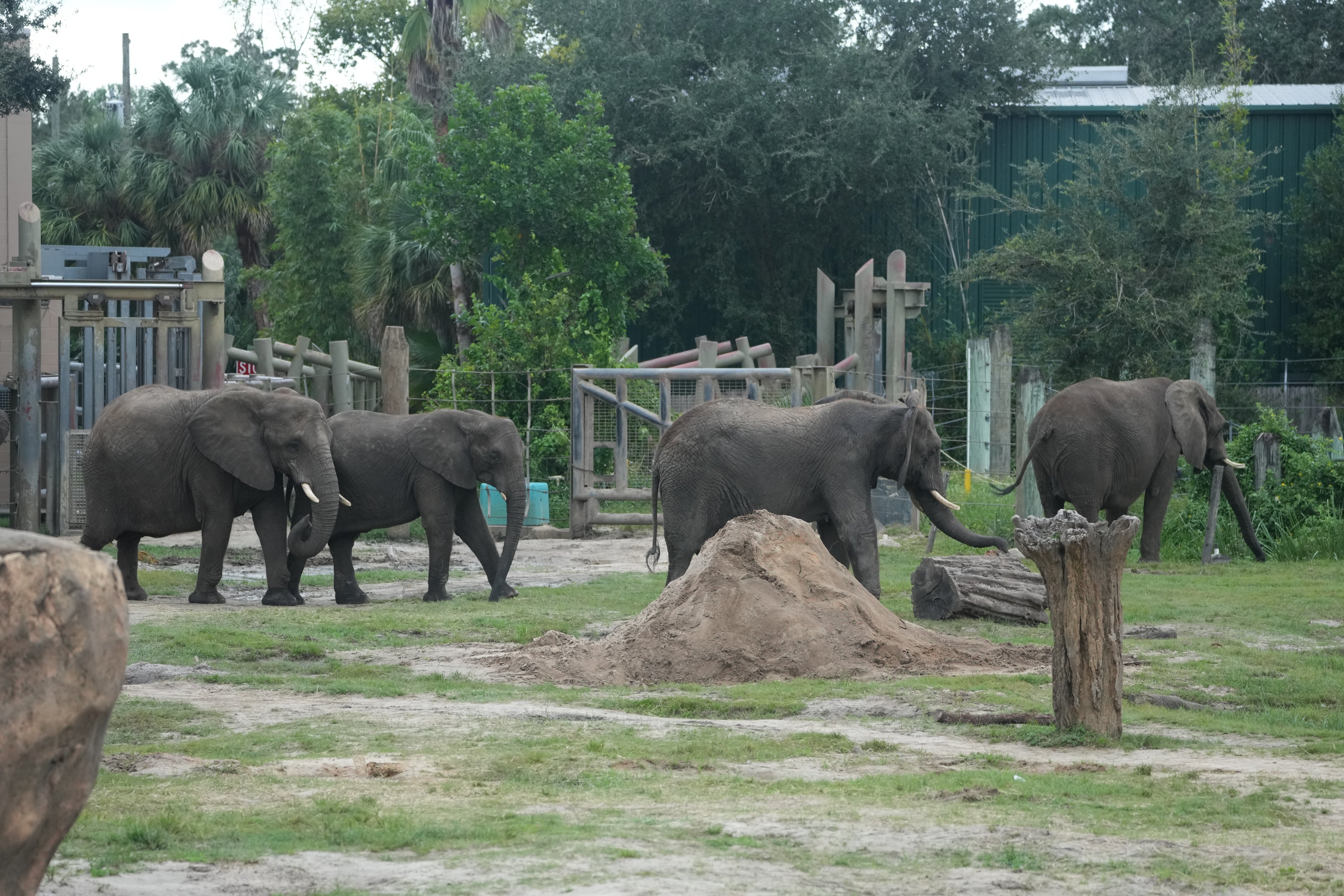 African elephants are seen before being moved to protected areas at ZooTampa on Monday before Hurricane Milton make landfall. Larger animals are going to barns and hurricane-proof buildings.