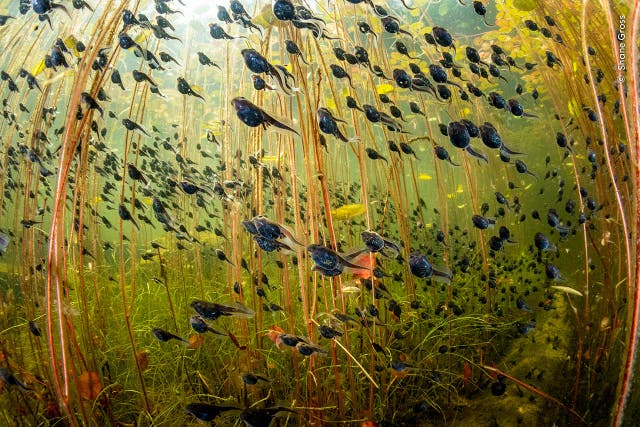 Western toad (Anaxyrus boreas) tadpoles among lily pads in a lake on Vancouver Island, British Columbia, Canada (Shane Gross, Wildlife Photographer of the Year/PA)