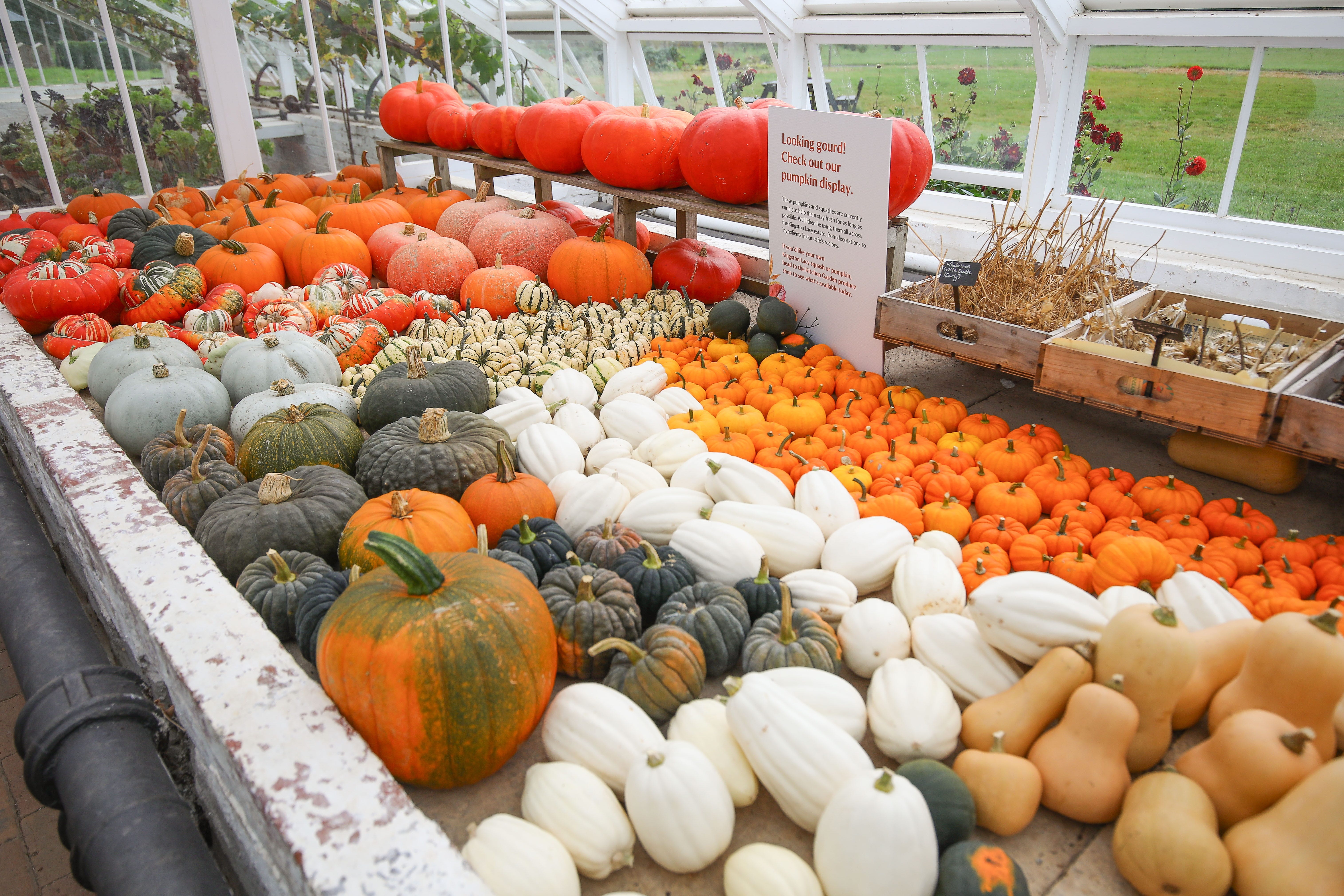 The surviving pumpkins and squashes harvested at Kingston Lacy this year (National Trust/PA)