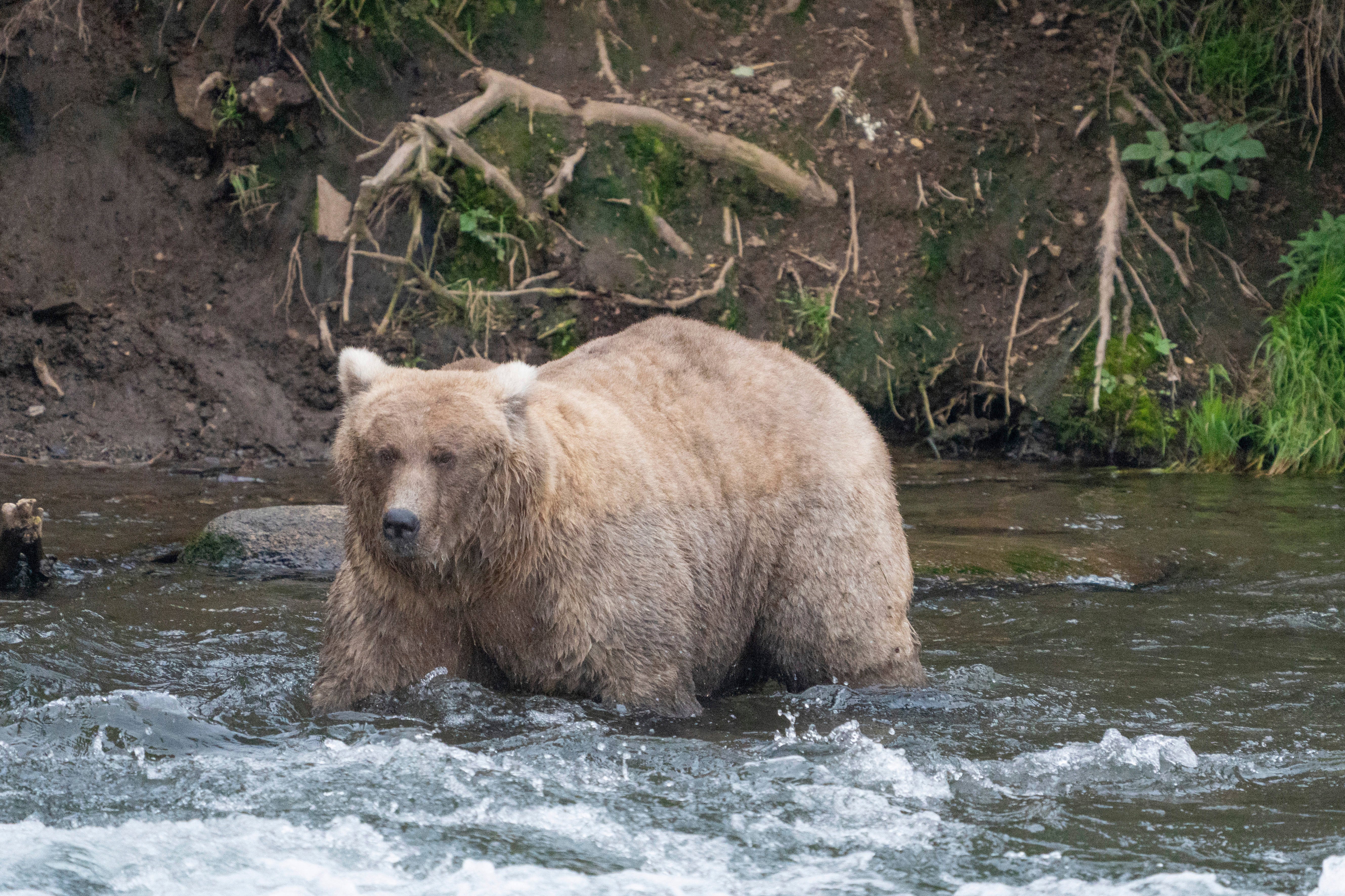 Grazer was also the winner of the 2023 Fat Bear Contest, at Katmai National Park, Alaska on September 14, 2023