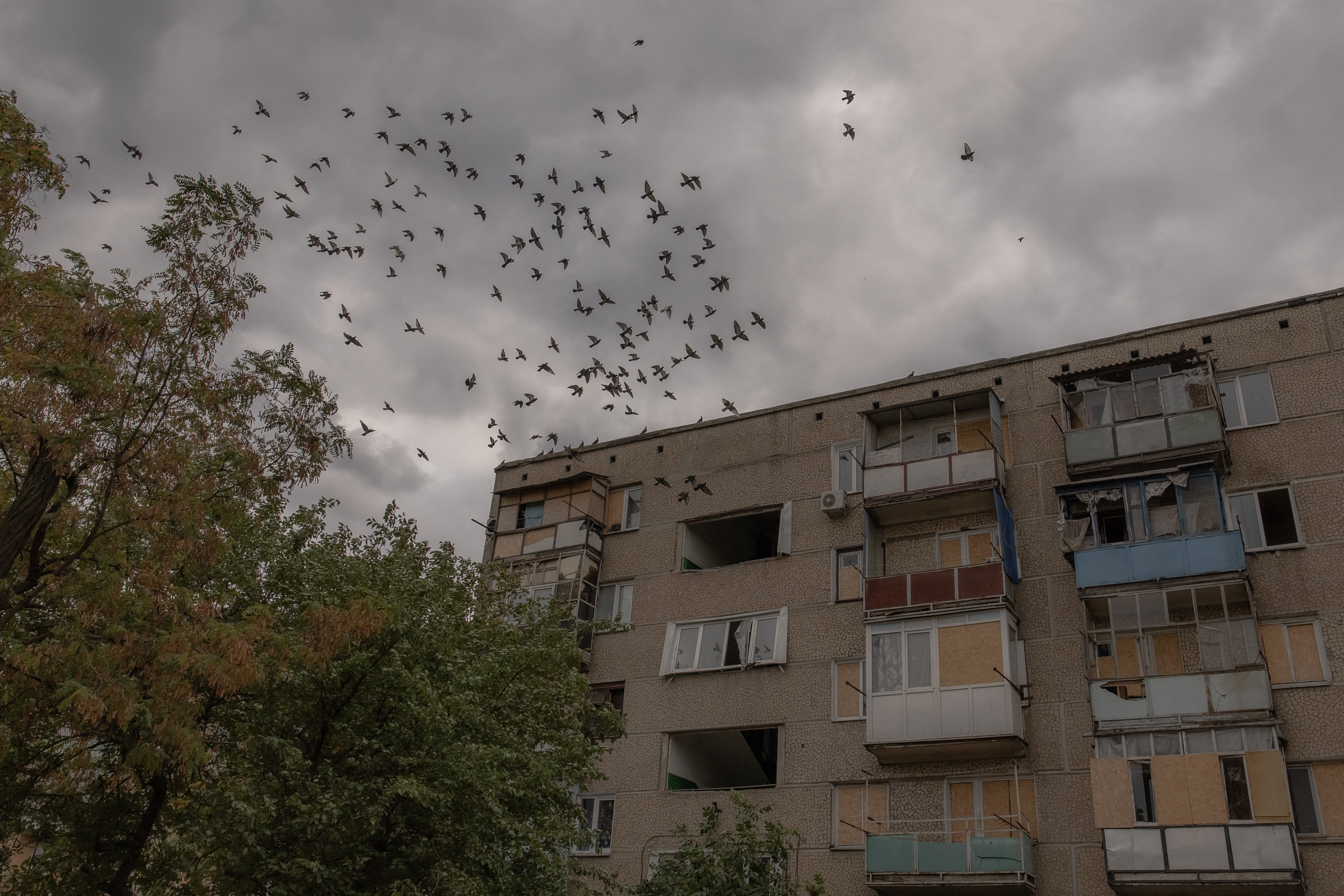 Pigeons fly over a residential building damaged by shelling in the town of Kurakhove, located near the frontline