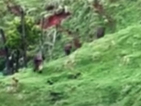 Tom Phillips and his children spotted by a young hunter walking in a grass field on the North Island