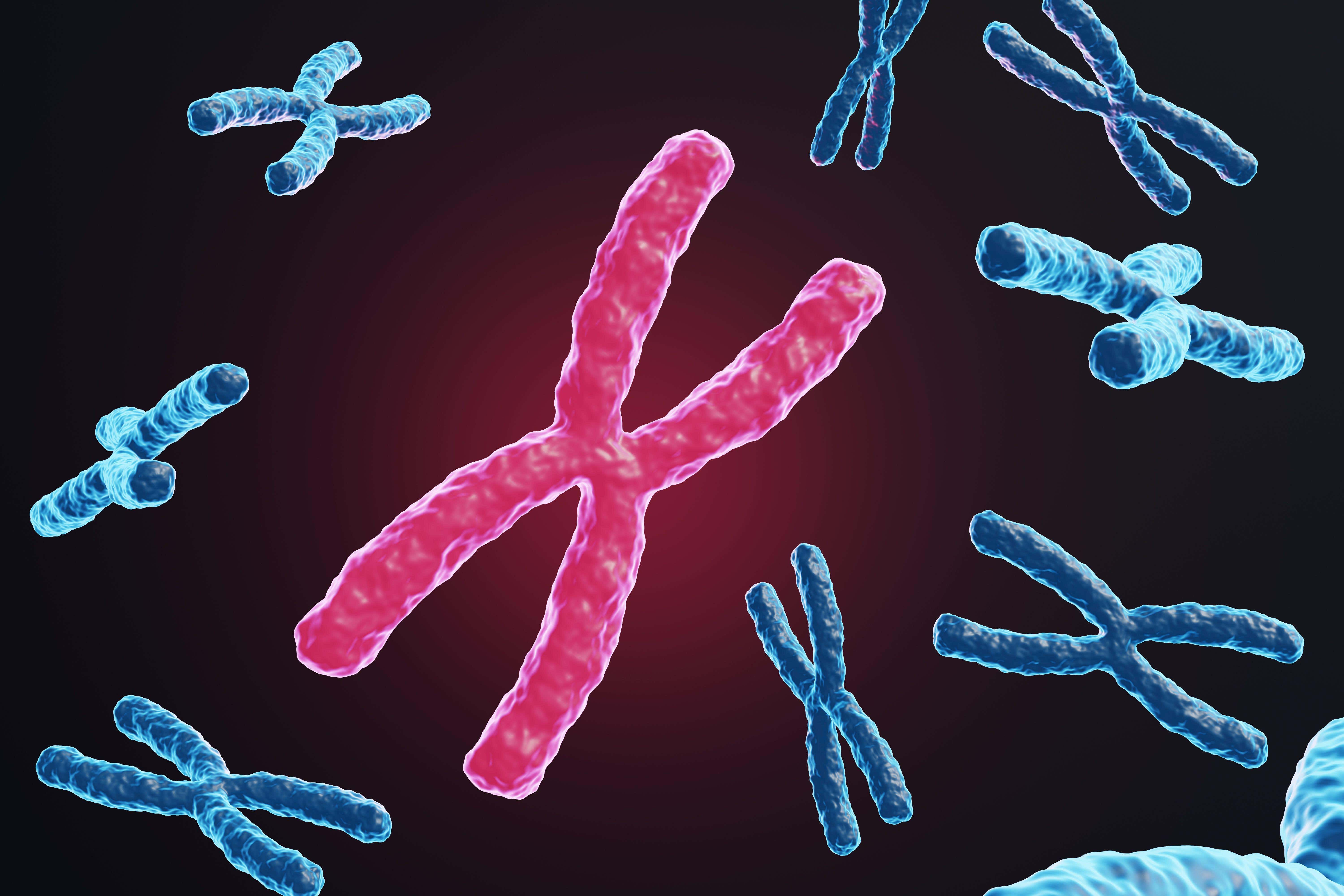 Scientists aim to build a full synthetic human chromosome (Alamy/PA)