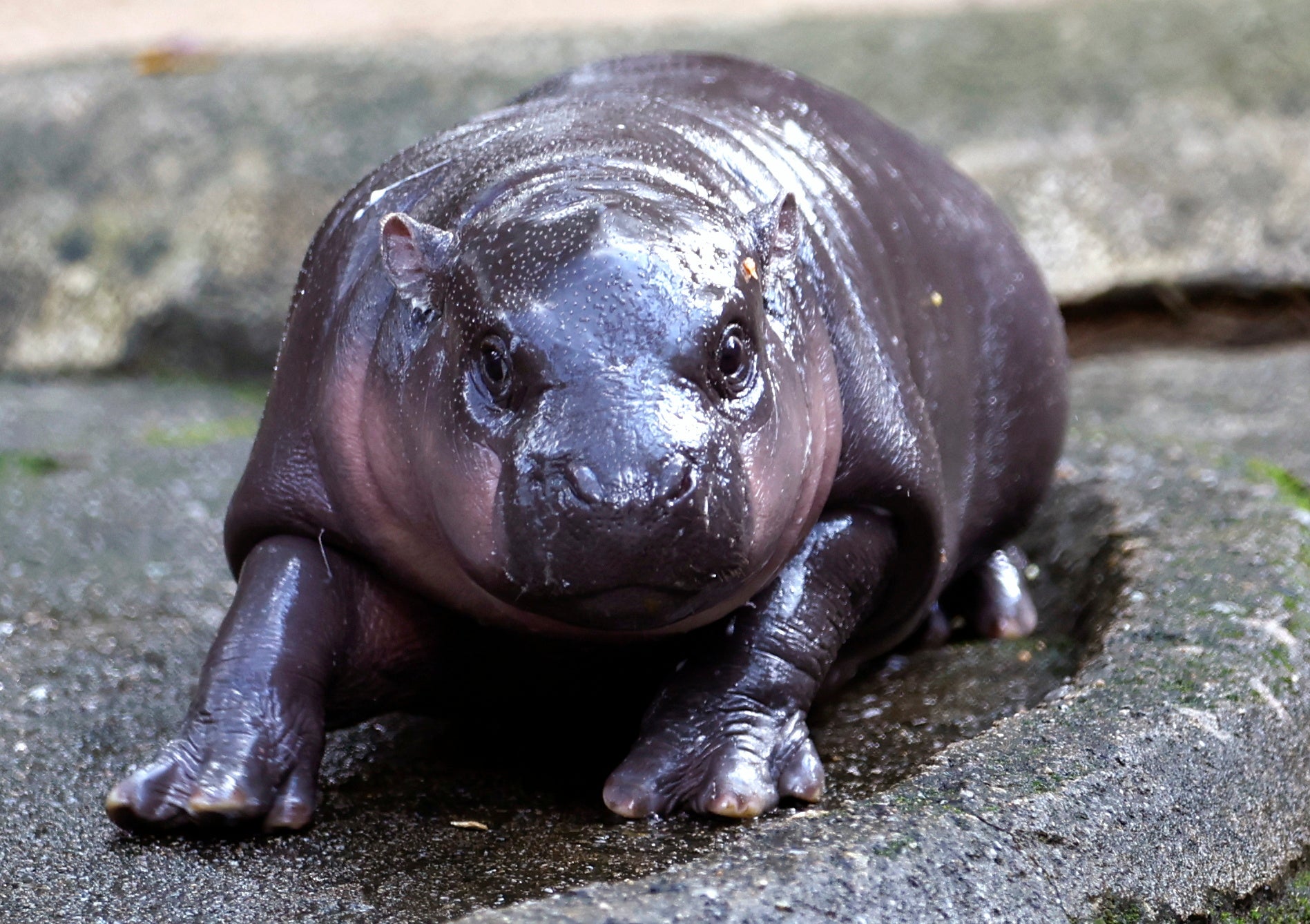 Moo Deng the baby hippo became a global sensation after her videos of frolicking at a Thai zoo went viral