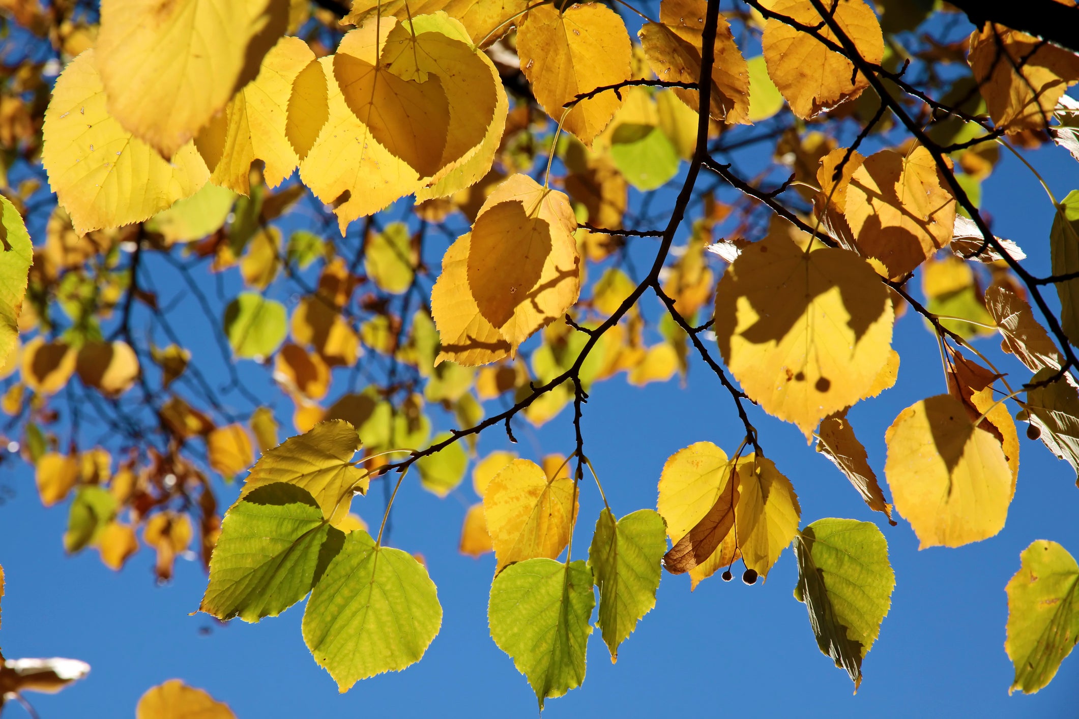 Hopes for a dazzling display, an explosion of colour, ultimately rest on the weather