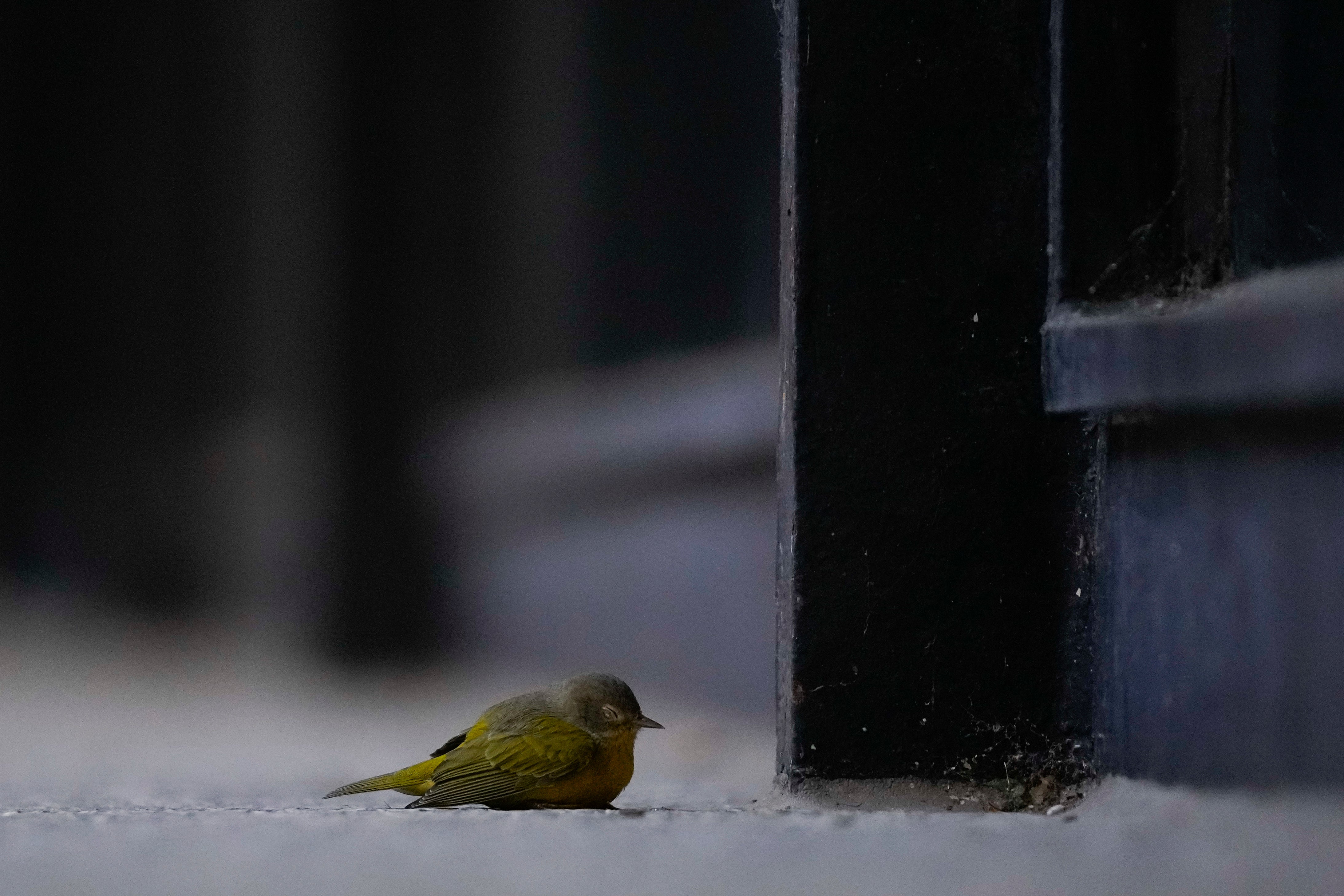 An injured Nashville warbler sits on the ground, likely after striking a window, in downtown Chicago