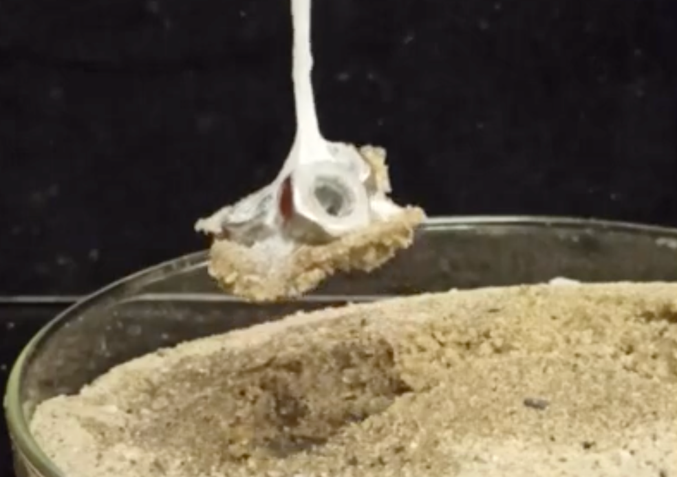 Silk sticks to and lifts steel bolts from petri dish filled with sand