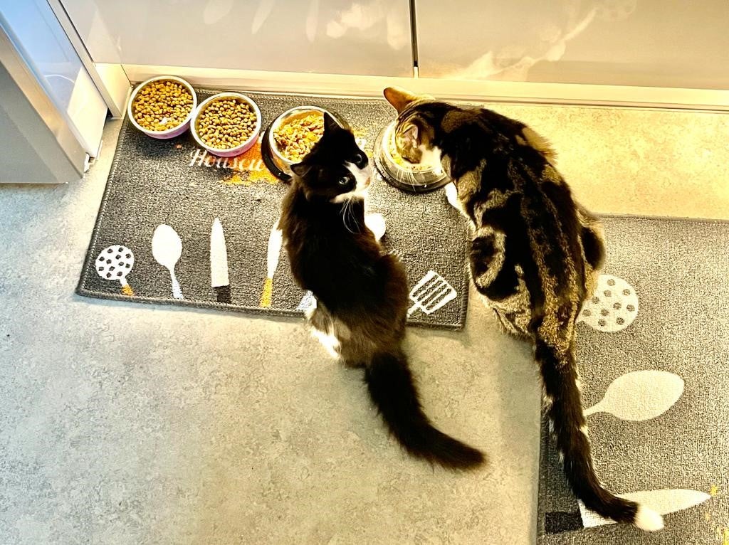 Joanne and Ken’s cats Toby and Tilly