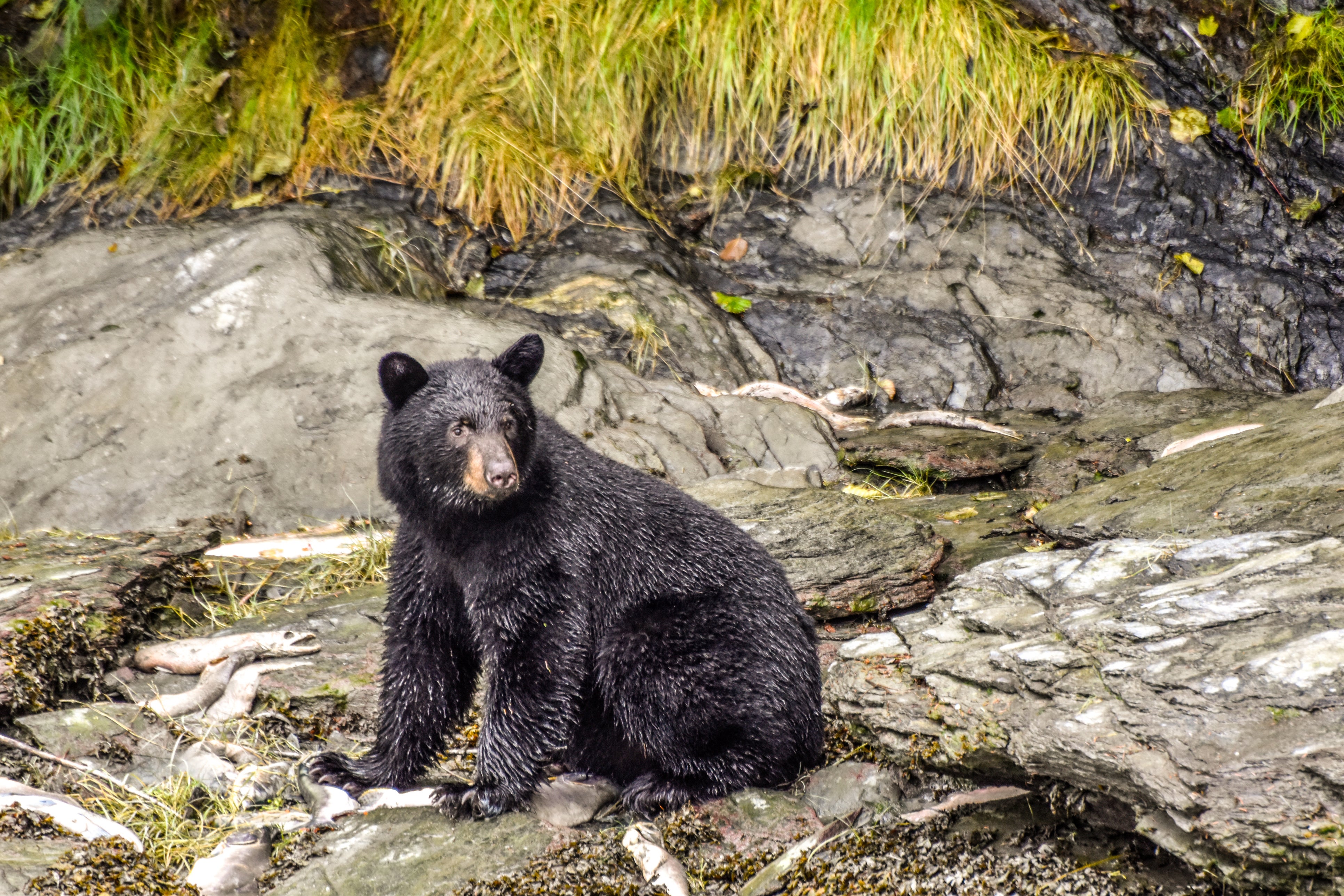 Pictured is a black bear – an animal that can legally be hunted for its meat in North America