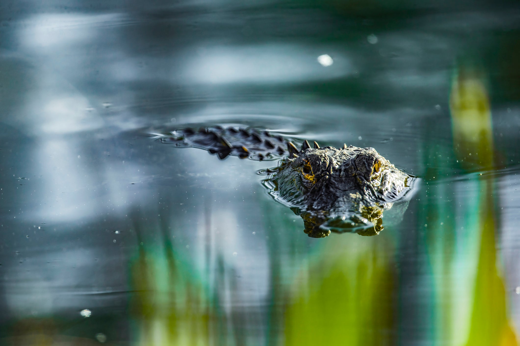 Experts say some common sense can help humans avoid confrontations with alligators