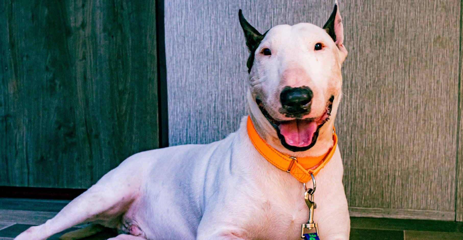 The newly-named Trooper enjoying life at Florida’s Leon County Humane Society