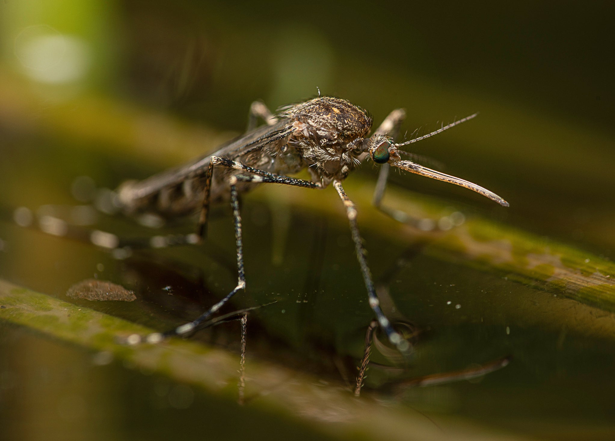 A mosquito rests on standing water, which is where the insects hatch