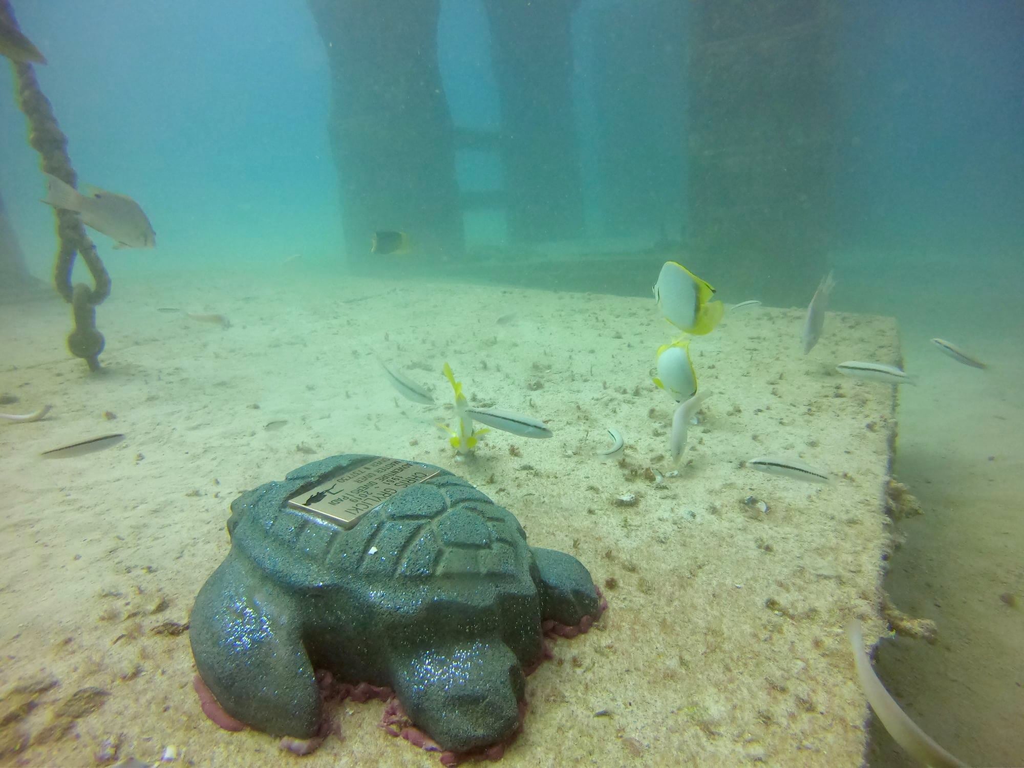 A turtle sculpture at Neptune Memorial Reef, where some people’s remains are left. Some of its habitants have been molded into starfish, mermaids, sea shells, sharks, turtles, manatees and octopus sculptures