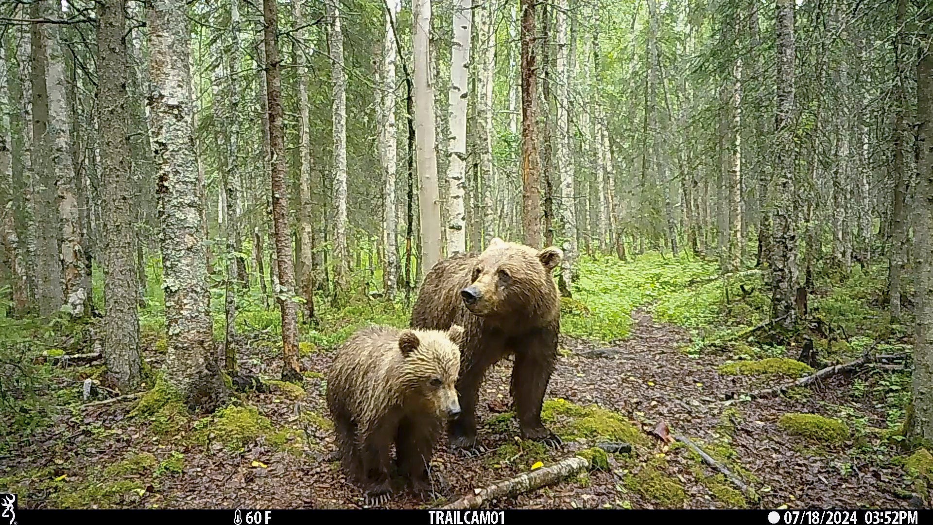 Anchorage Wildlife Cams