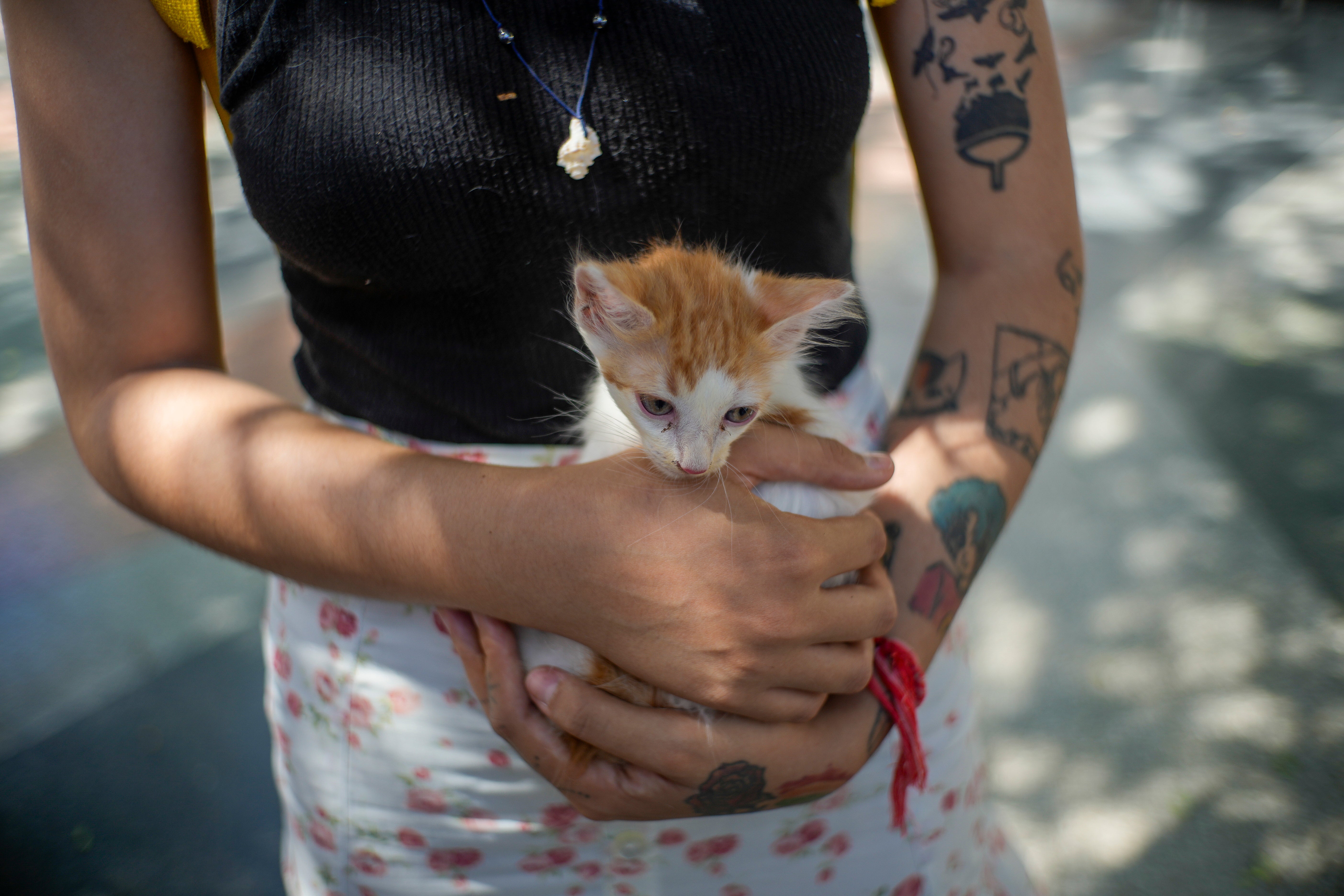 Cuba Abandoned Pets