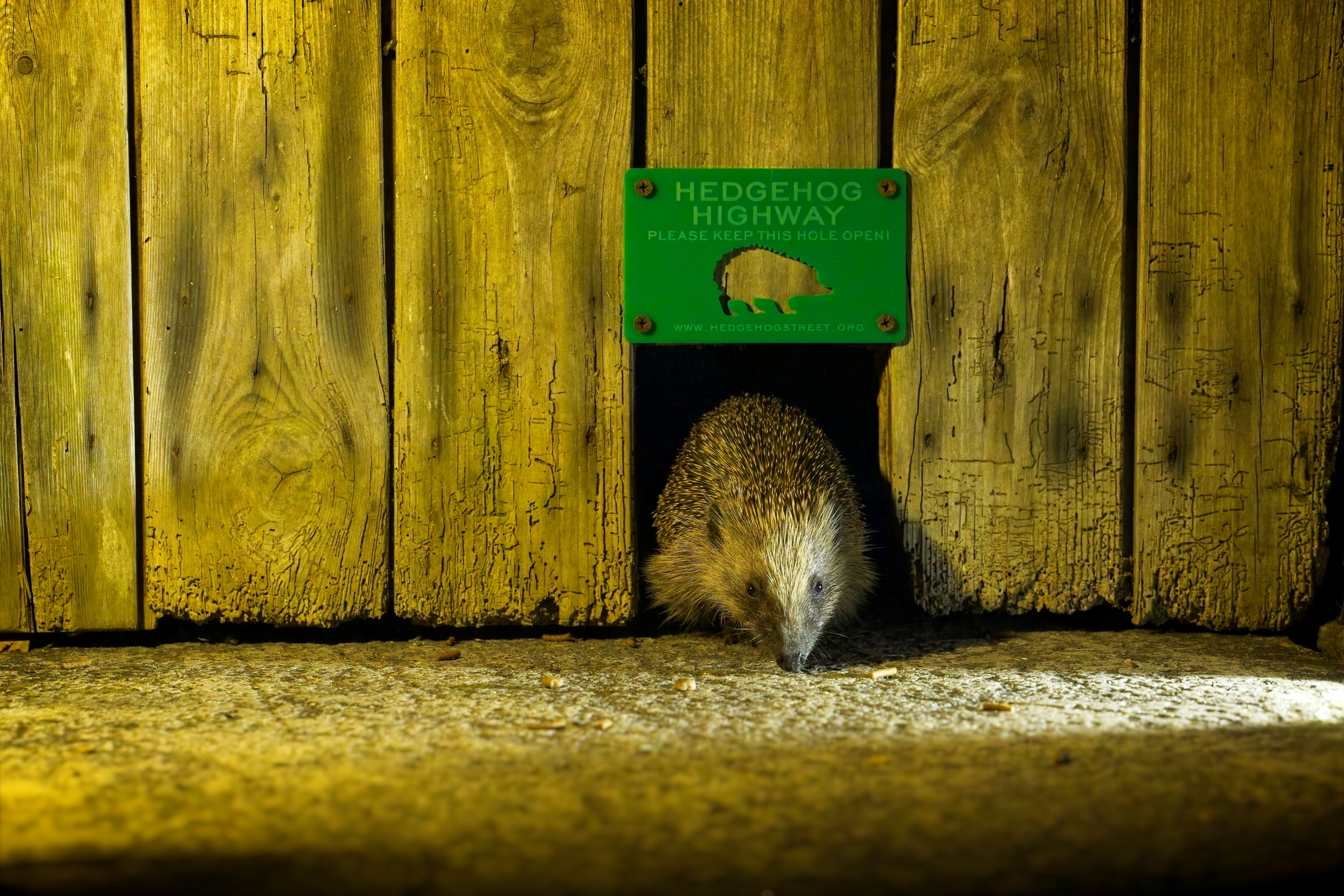 Scientists collected 189 hedgehog faeces samples from residential gardens and rehabilitation centres across the UK