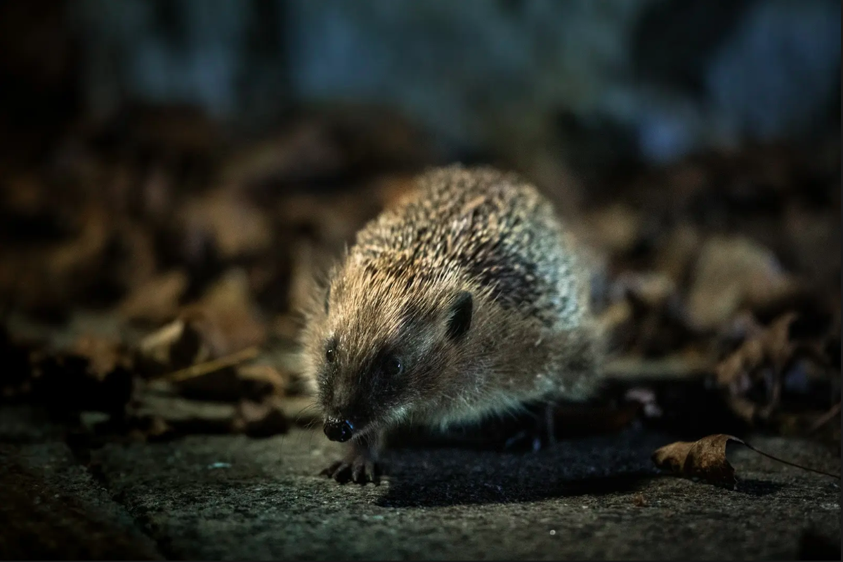 Scientists trace microplastics in hedgehogs to a common source: pet food Scientists trace microplastics in hedgehogs to a common source: pet food