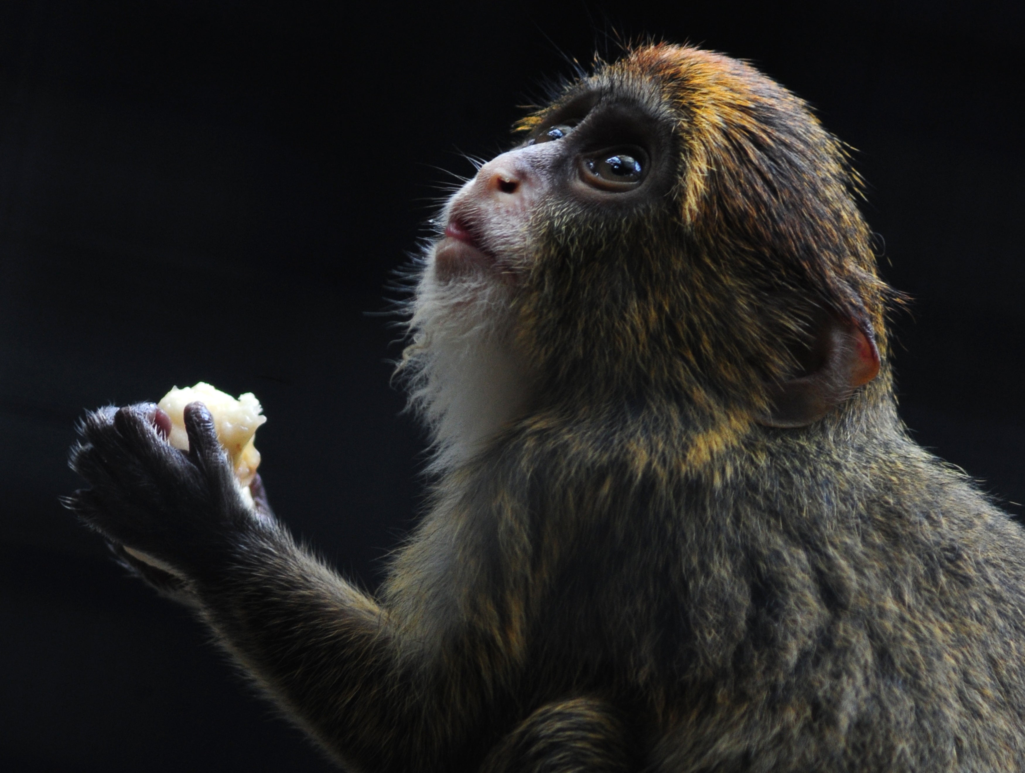 File. A juvenile De Brazza's monkey at the Hong Kong Zoological and Botanical Gardens