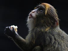 Zoo investigates sudden death of nine monkeys in two days