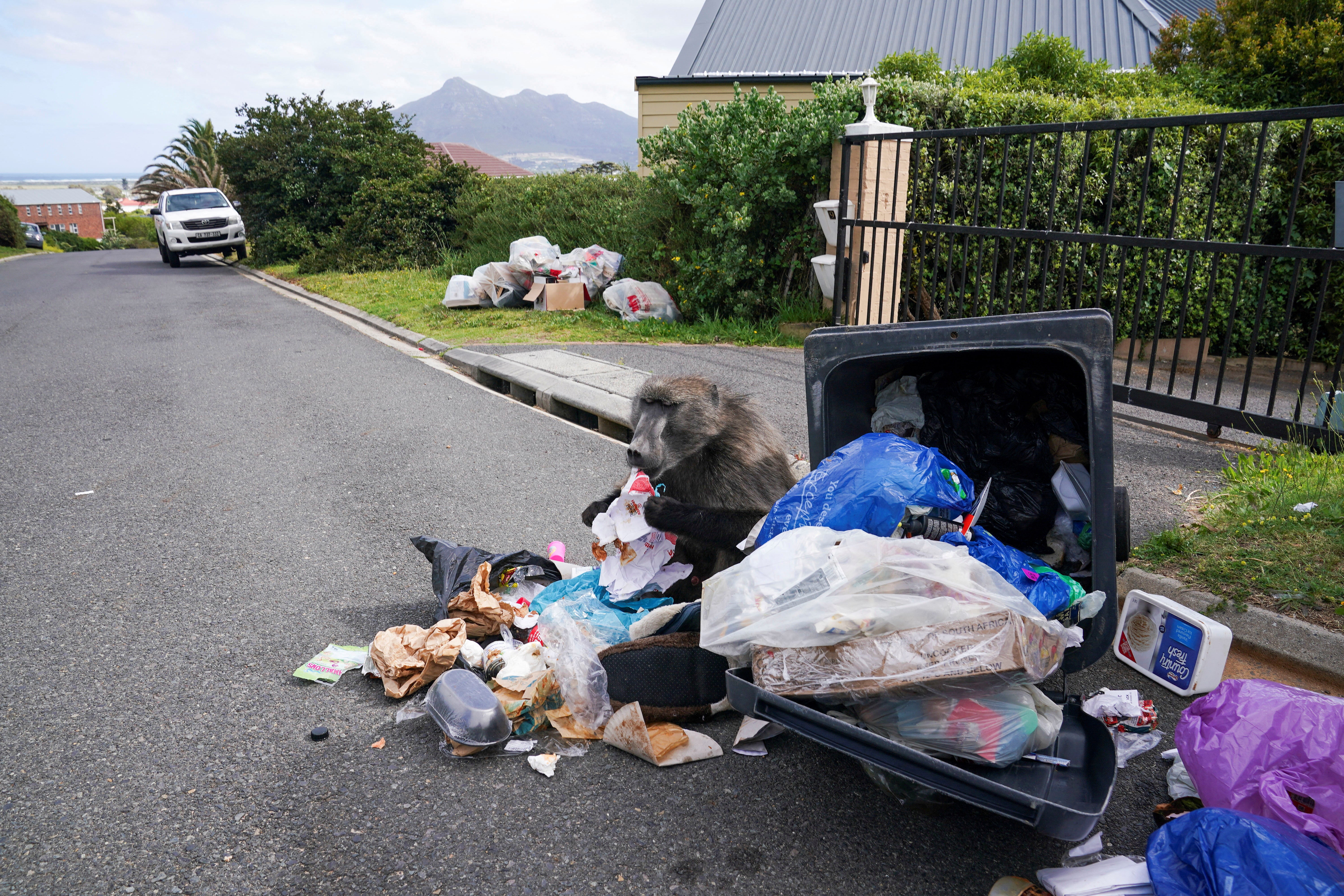 A baboon forages in a bin