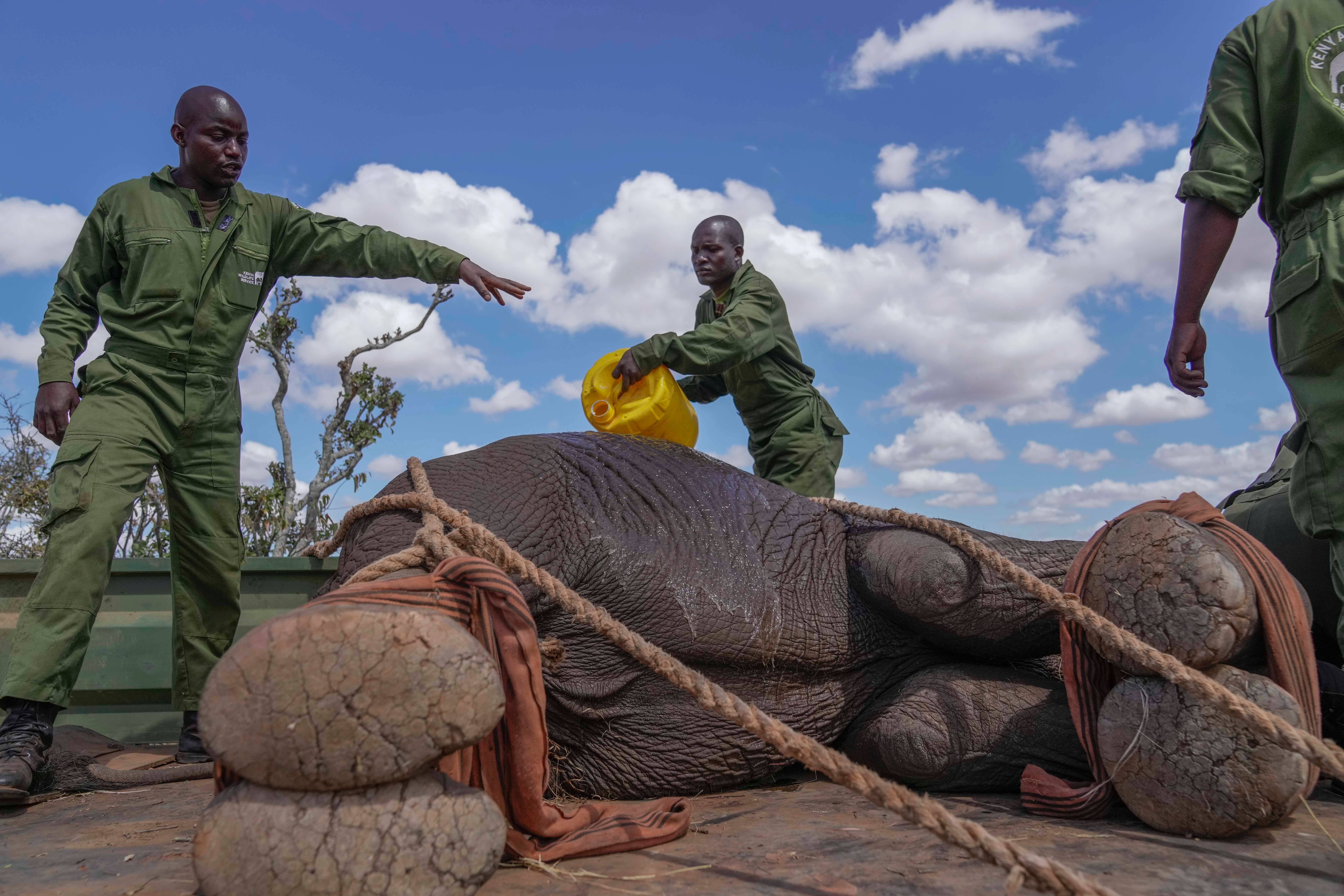 APTOPIX Kenya Elephants Relocation