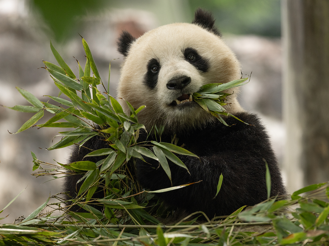 Qing Bao, 3, in her habitat at Dujiangyan Base in Sichuan, China on May 17. The Smithsonian National Zoo is scheduled to welcome two new pandas to Washington DC this week