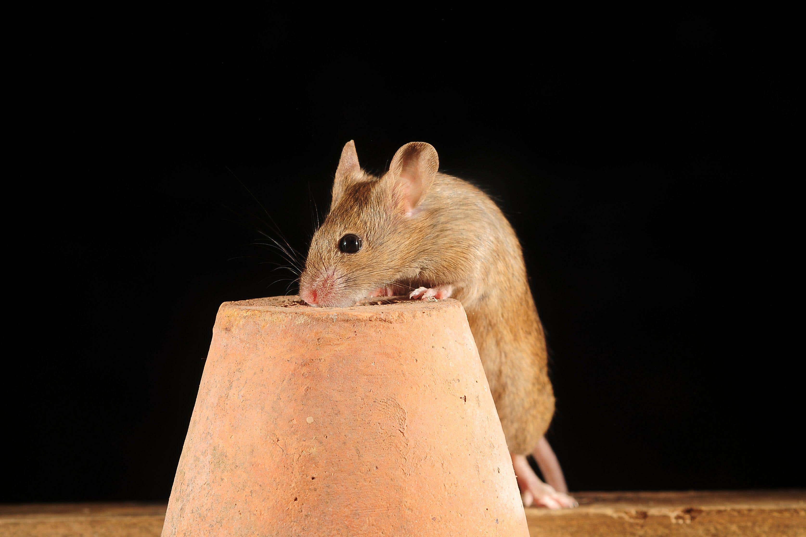 There are ways of keeping small animals out of your home during the colder months (Alamy/PA)