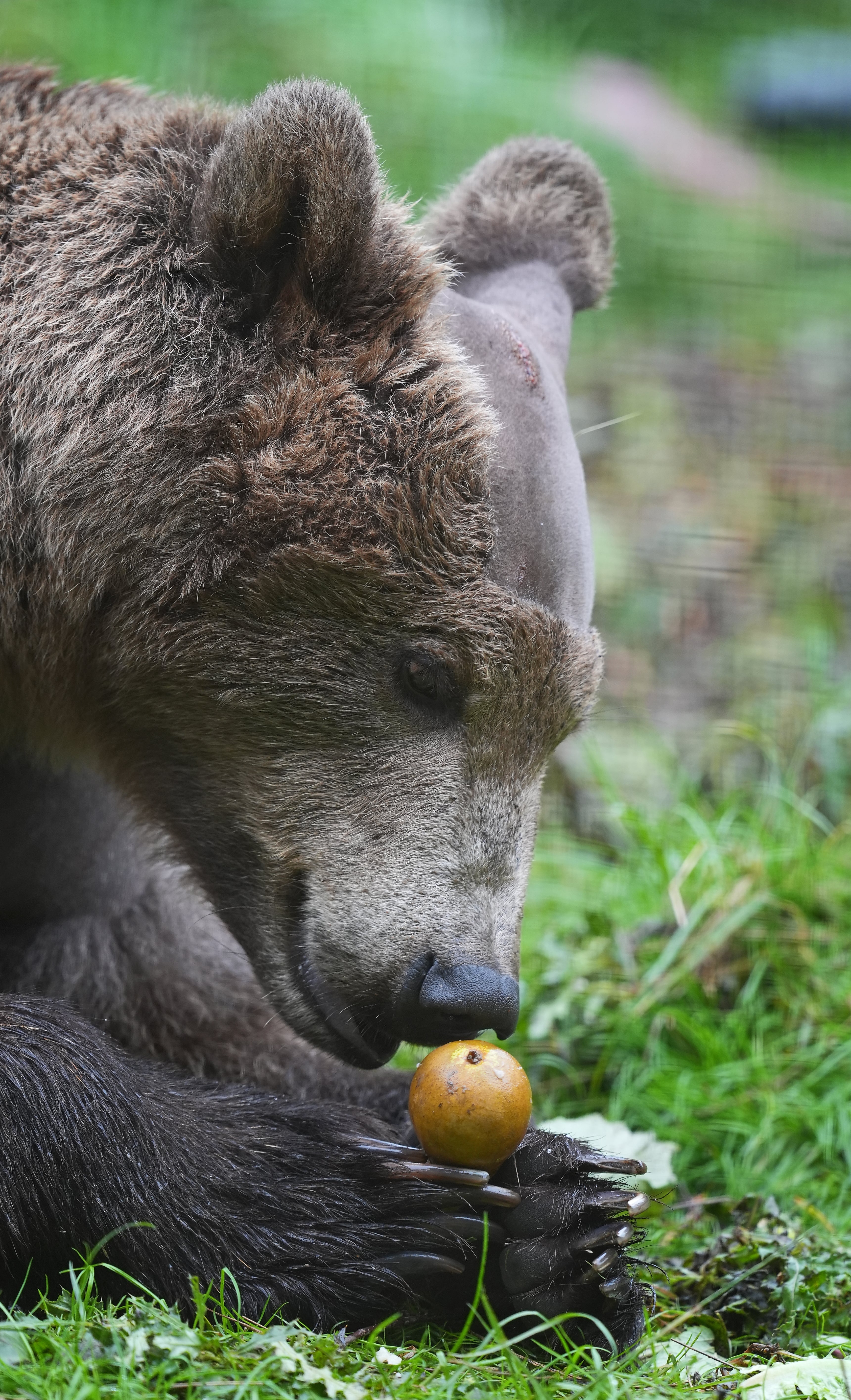 Boki the bear in his enclosure after undergoing brain surgery