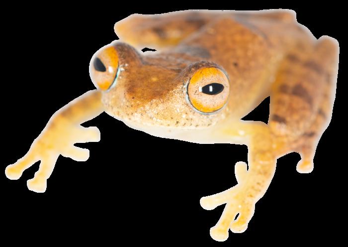 Tree frog genus Boophis is found in the rainforests of Madagascar