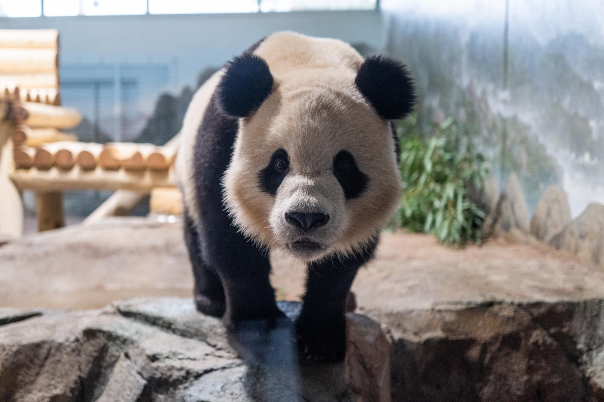 The Smithsonian National Zoo welcomed two new pandas, Bao Li and Qing Bao, both three, on Tuesday. Their public debut is scheduled for January 24. The zoo spends more than $2m annually to house the bears