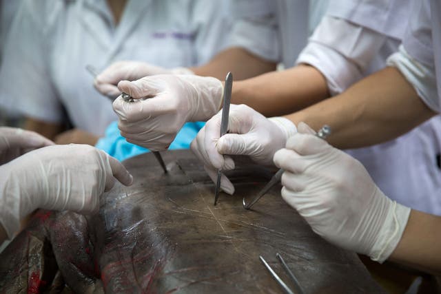 <p>Medical students dissect a cadaver at Chulalongkorn University</p>