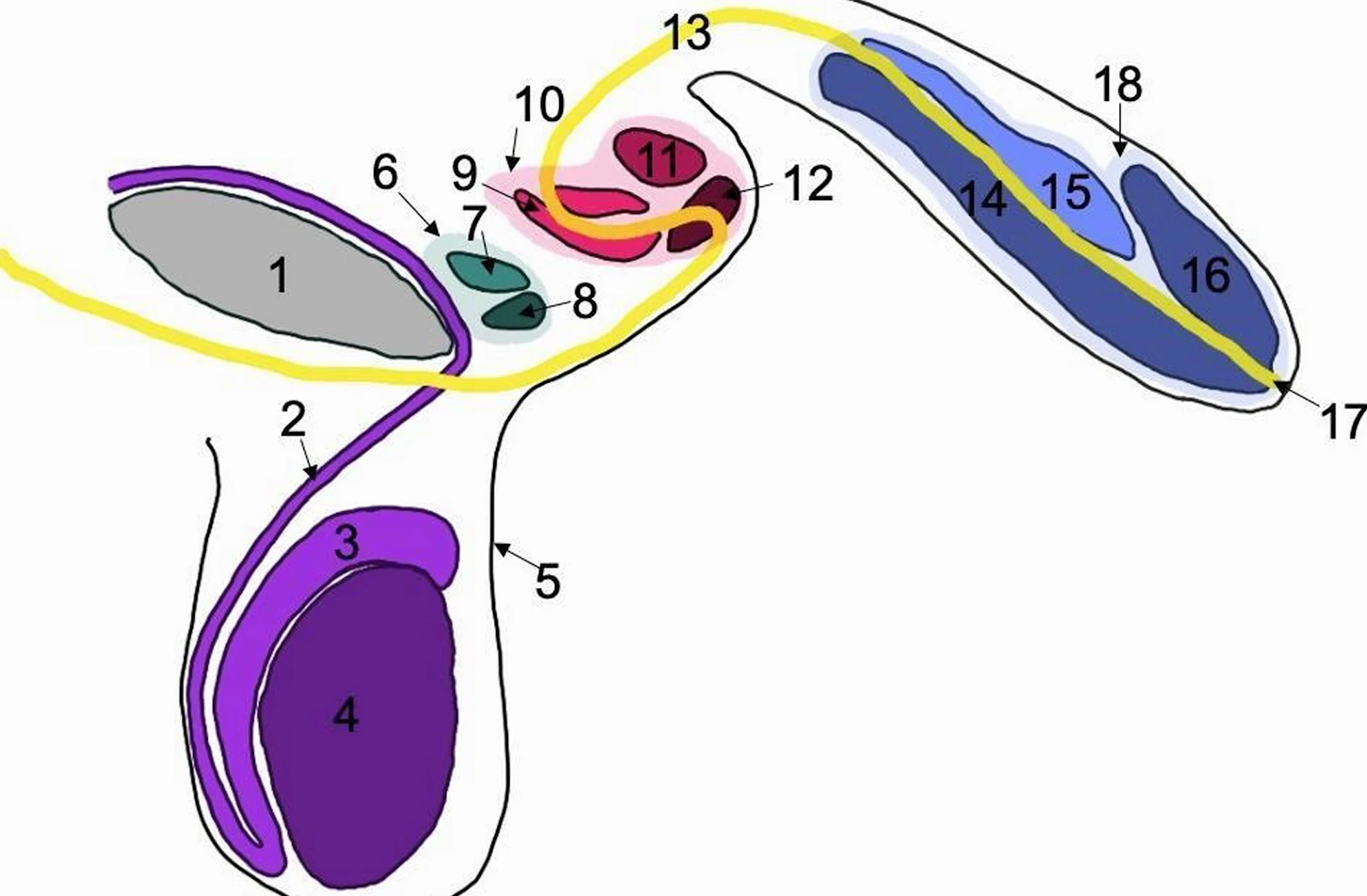 Second and third penis shafts seen in red and green