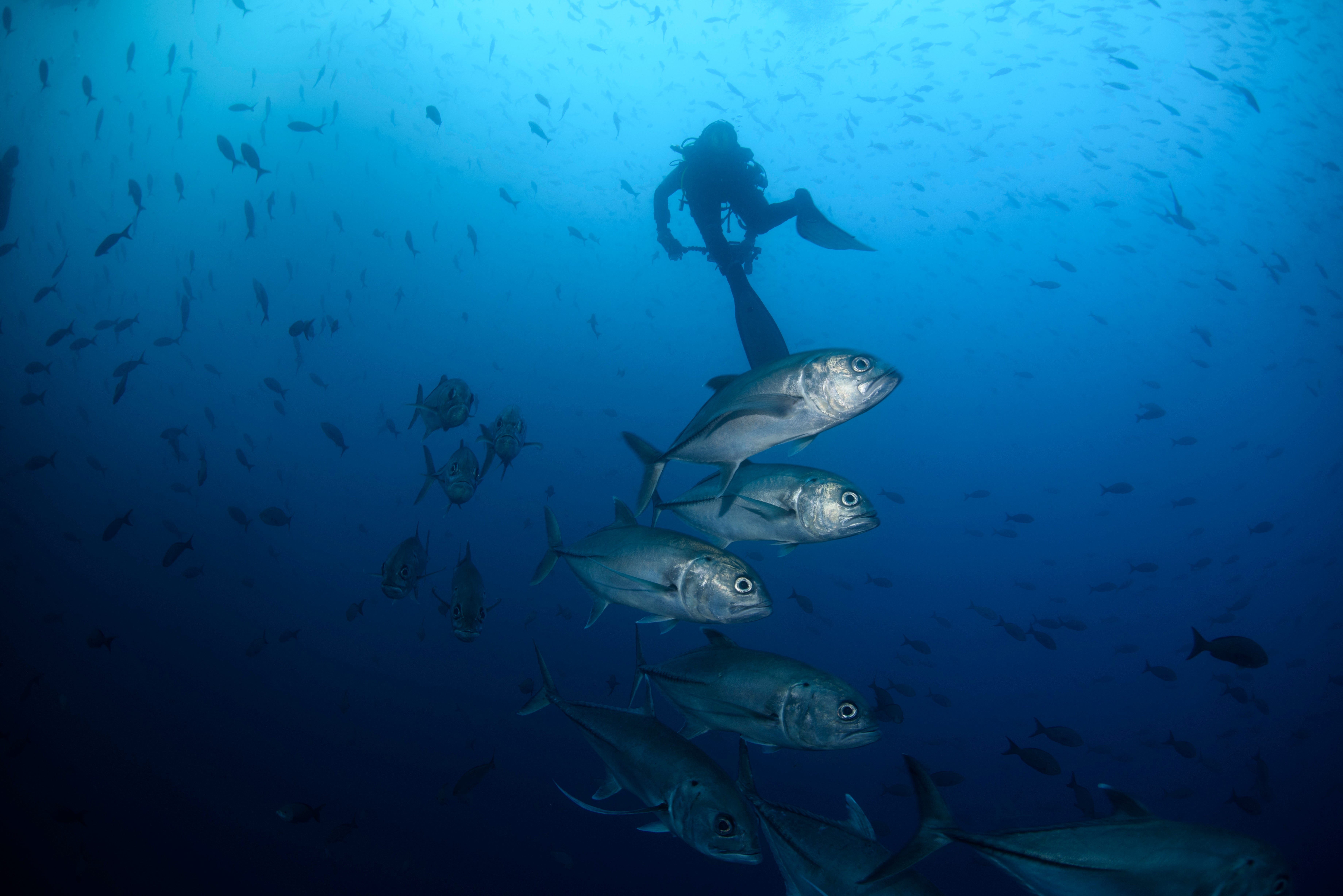 Climate COP16 Biodiversity Explainer