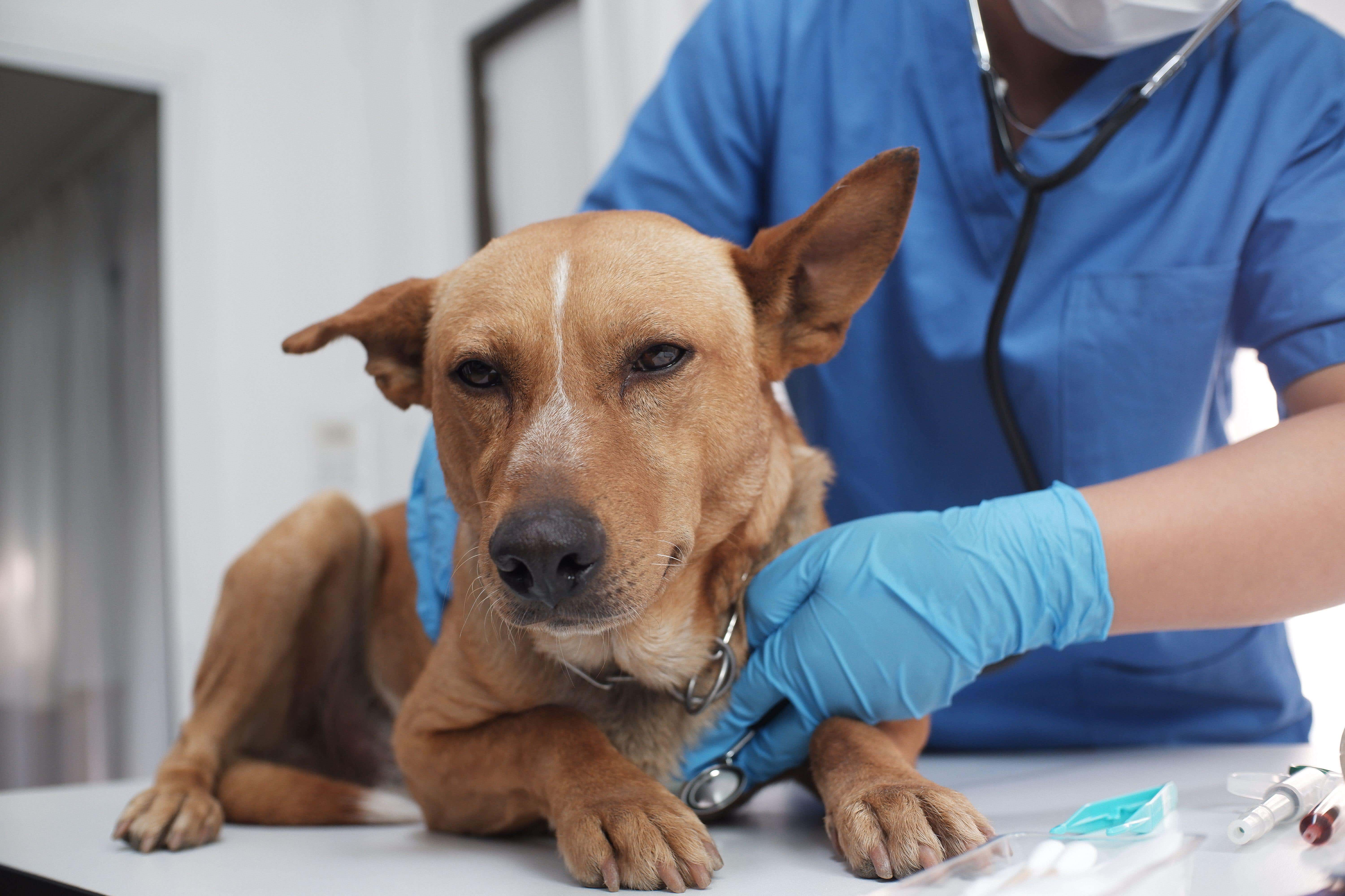 A vet checking a large brown dog