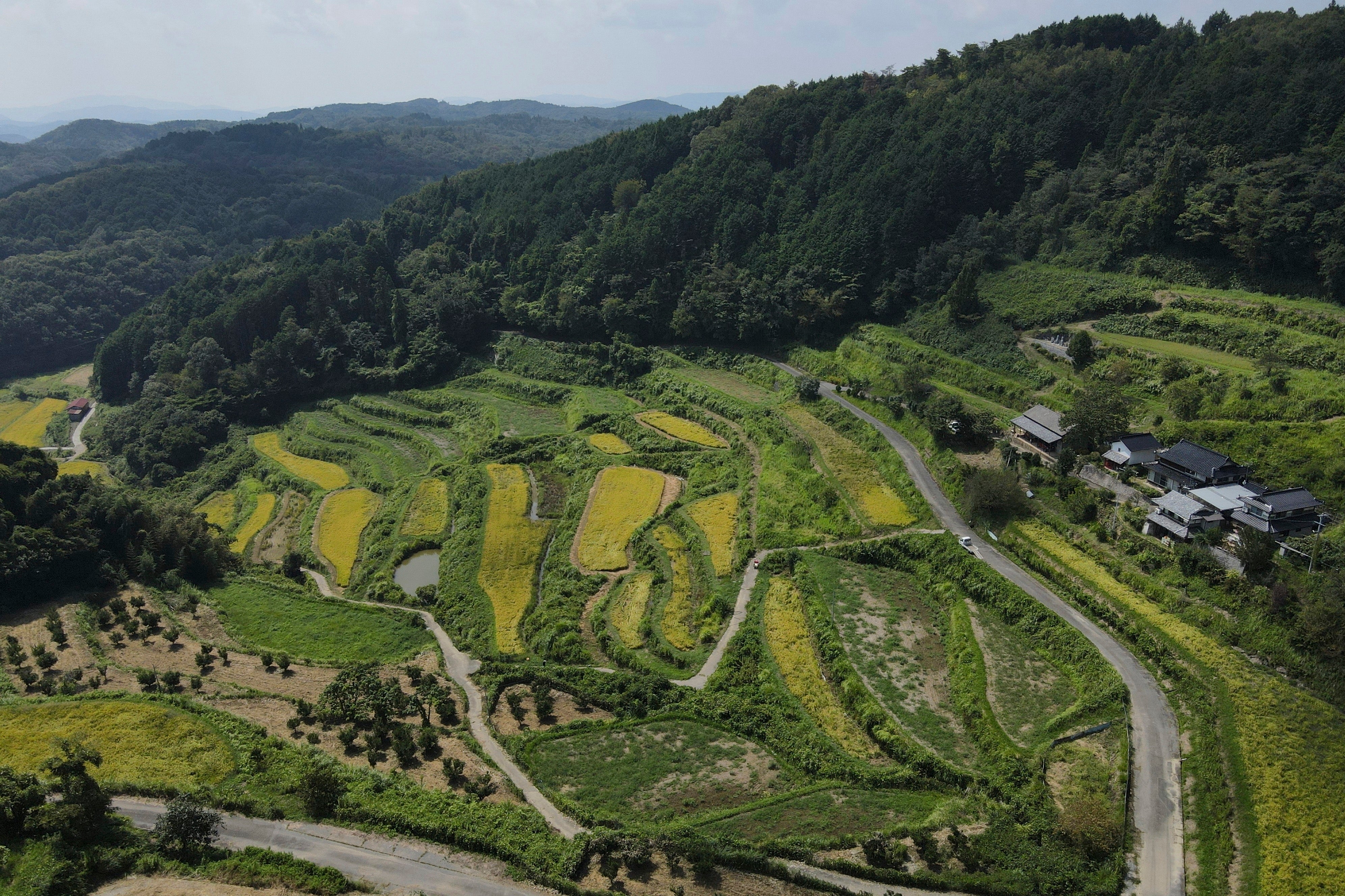 Japan Rice Farmers Climate Change
