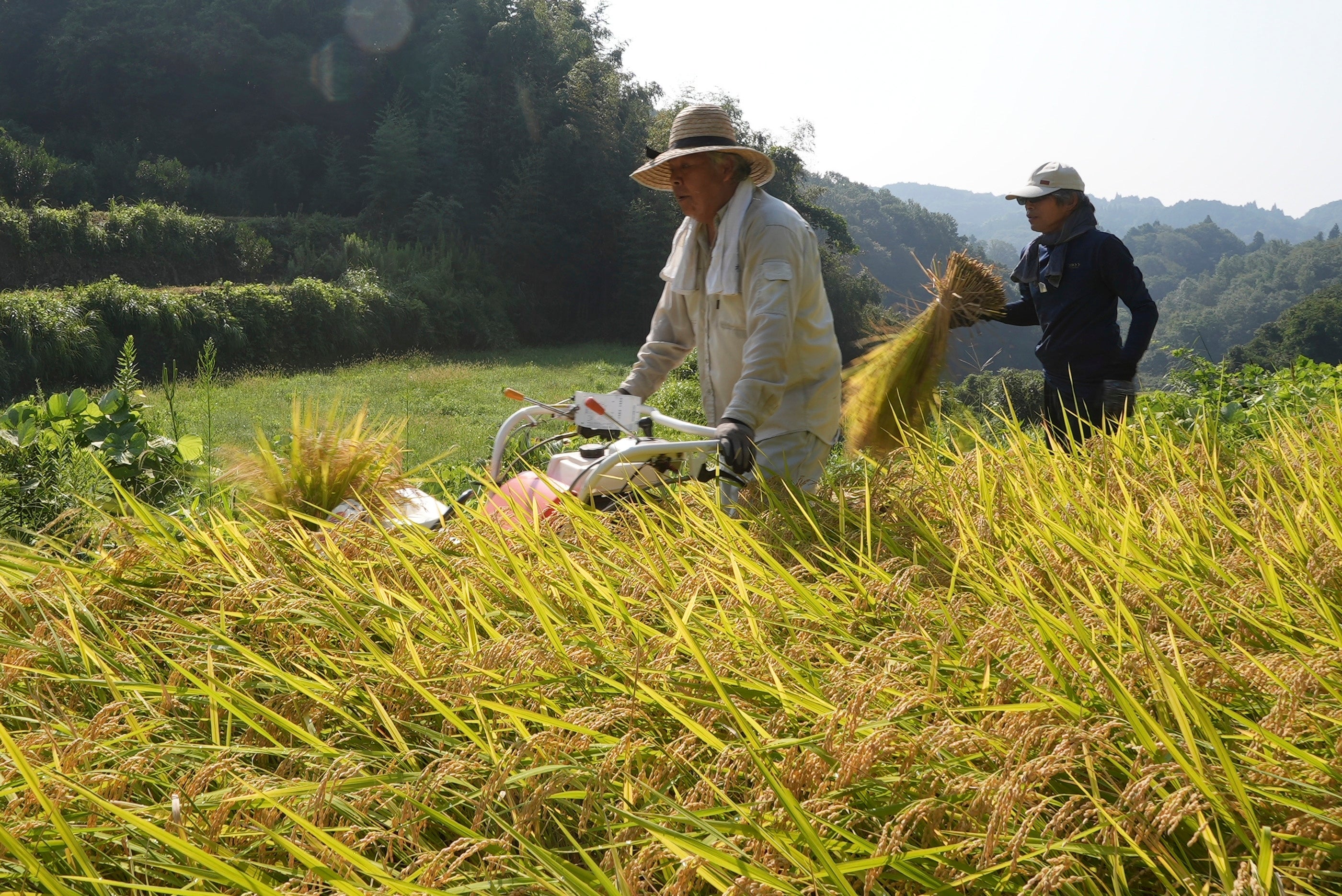 Japan Rice Farmers Climate Change