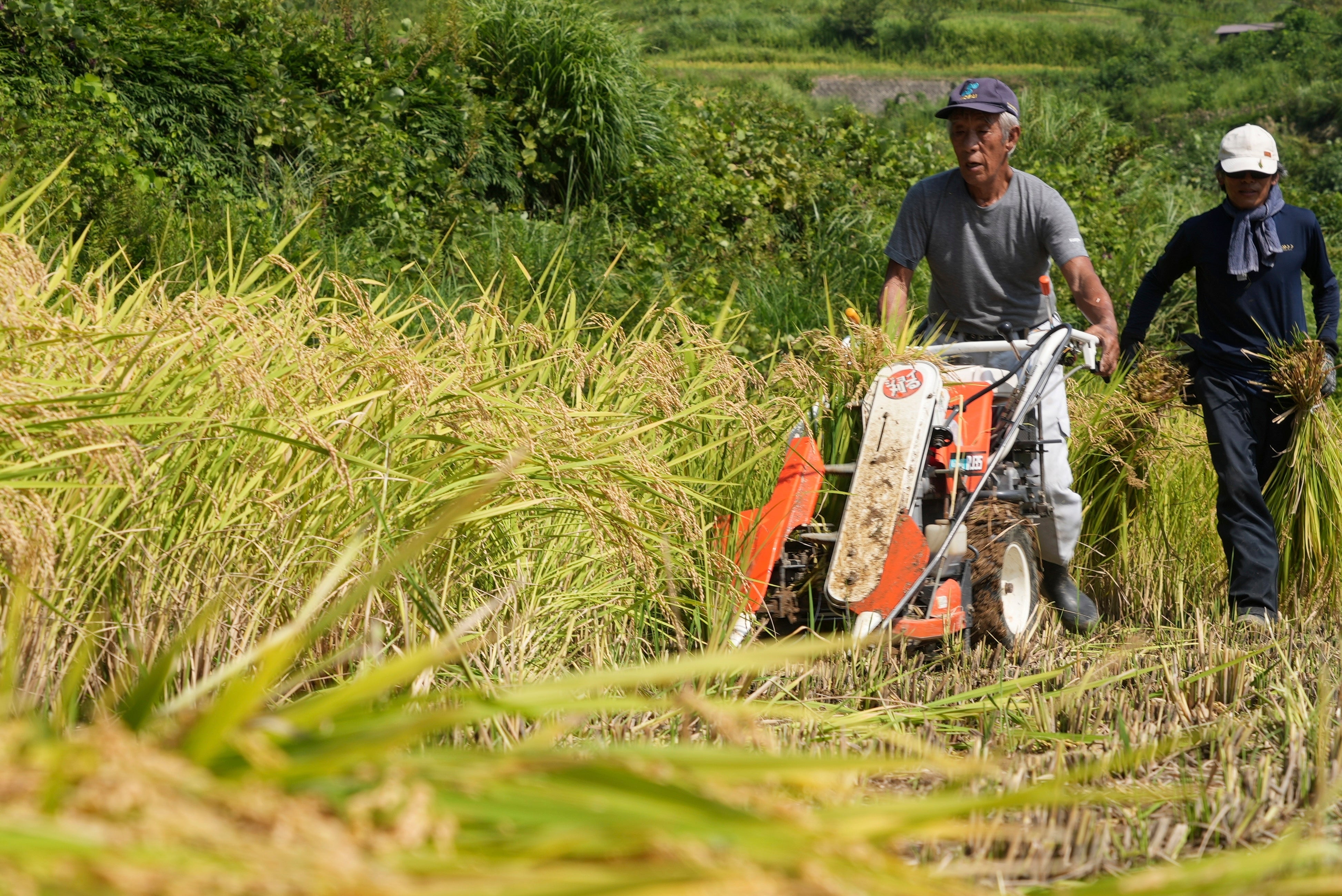 A farmer harvests rice in Kamimomi village, Okayama prefecture, Japan