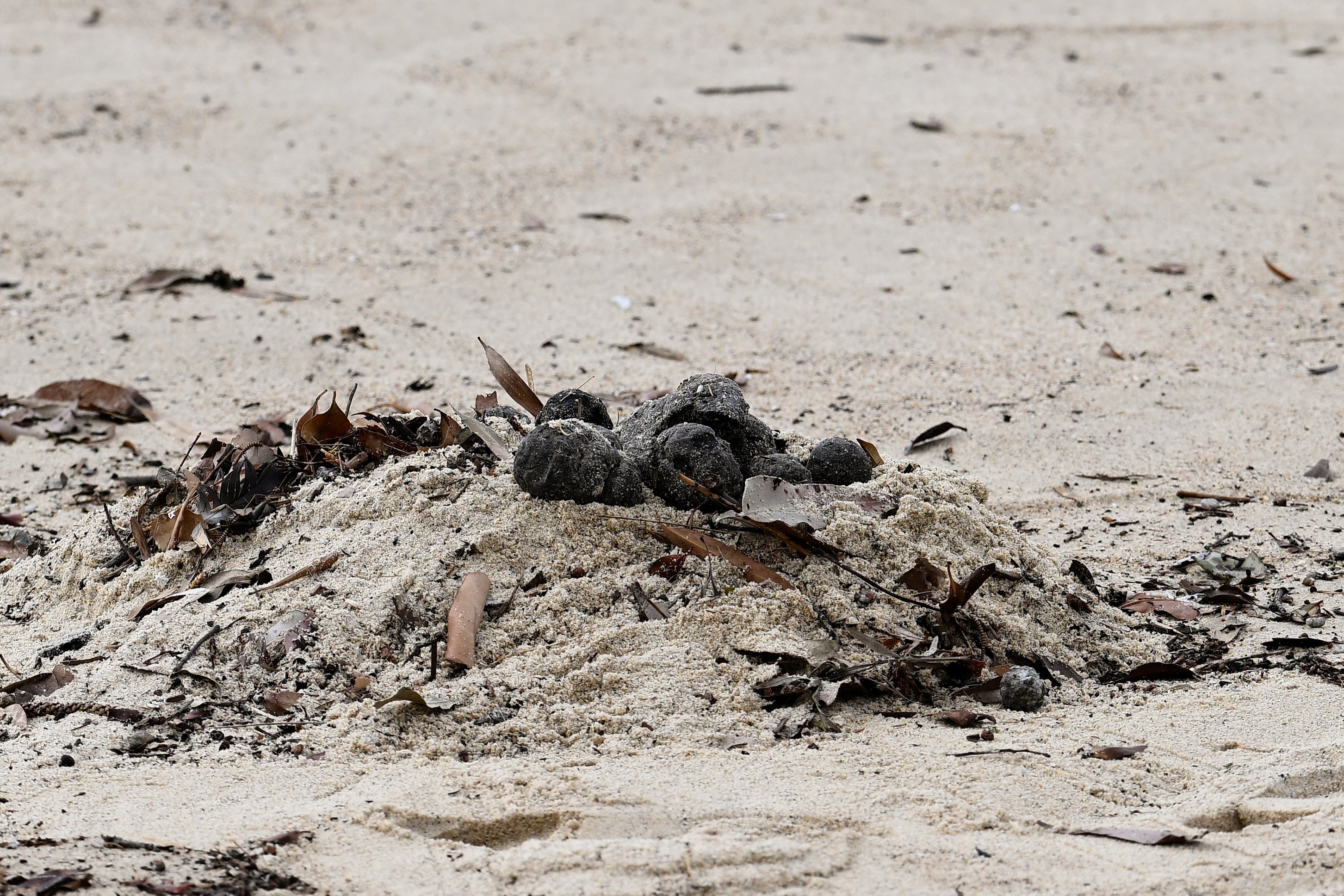 Unkown debris washed up on Coogee Beach causing the beach closure in Sydney, Australia