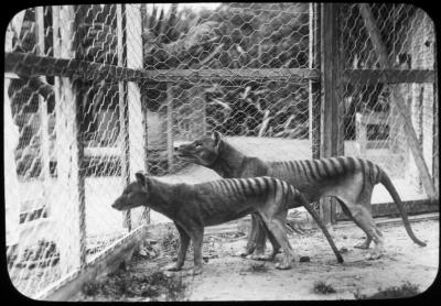 A pair of Tasmanian tigers