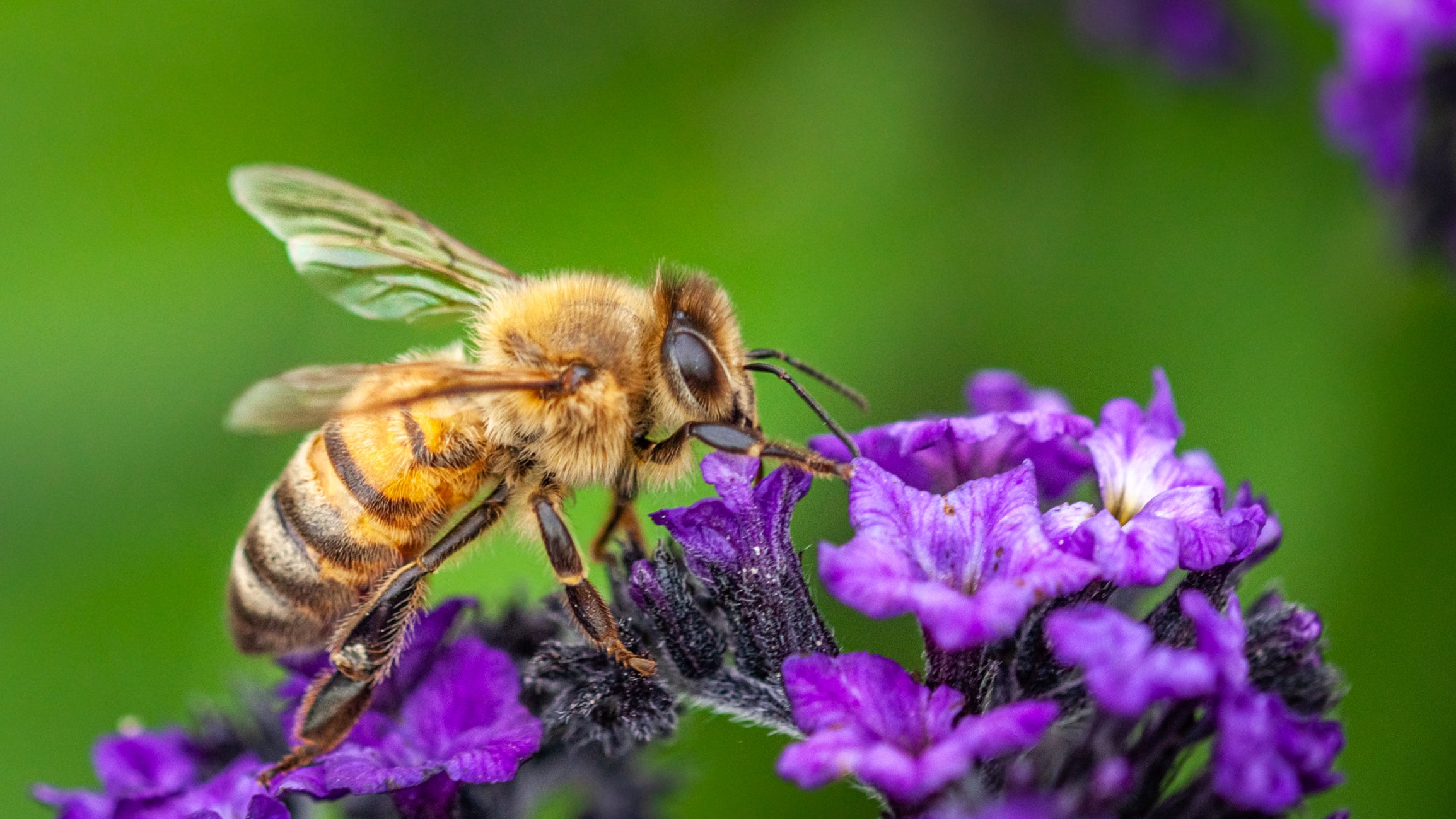 A honeybee forages on a purple flower. Domesticated honeybees are a threat to native bee species, experts say.